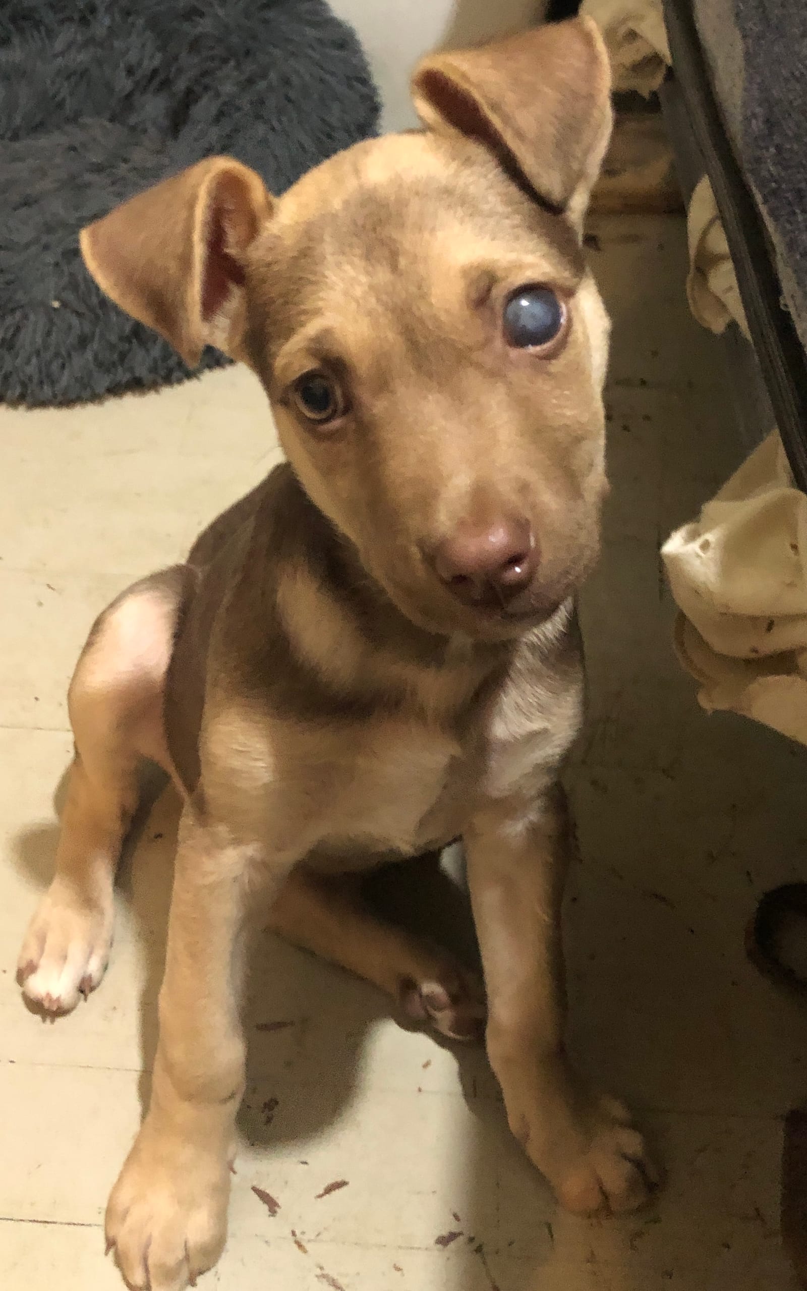 Petspiration Spotlight: Rosie