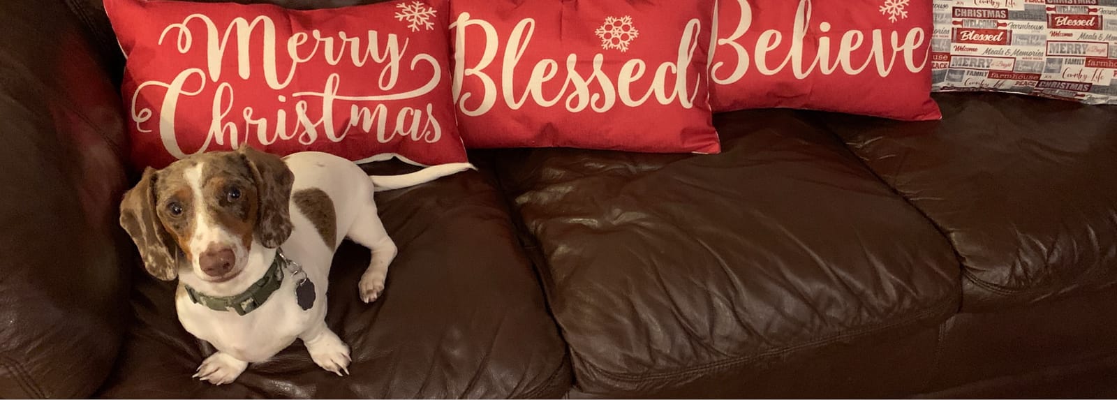 Petspiration Spotlight: Rowdy