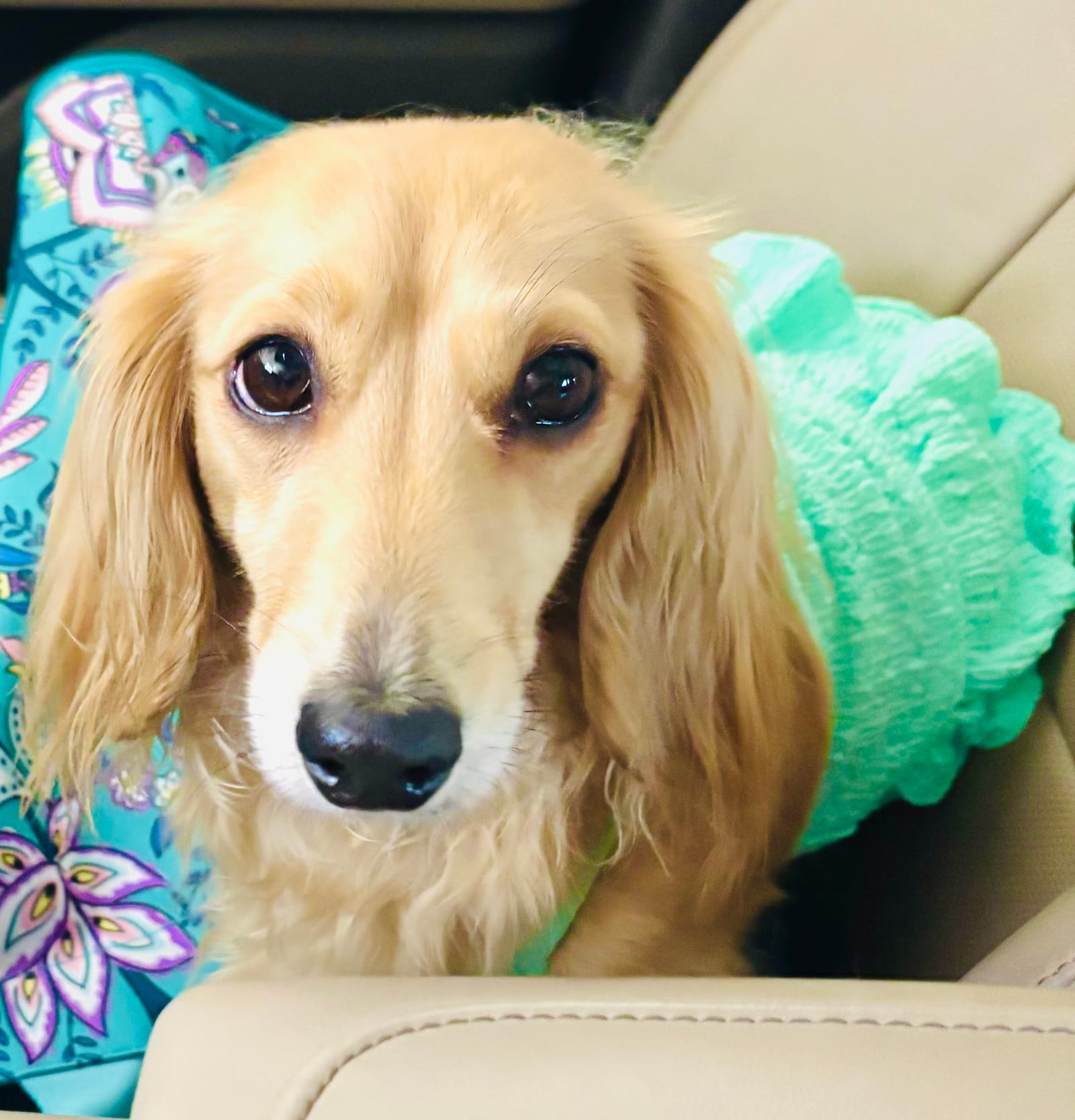 Petspiration Spotlight: Roxie