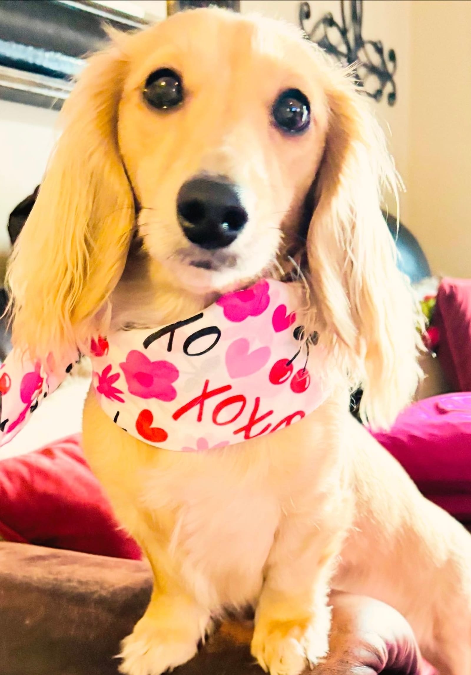 Petspiration Spotlight: Roxie Heart
