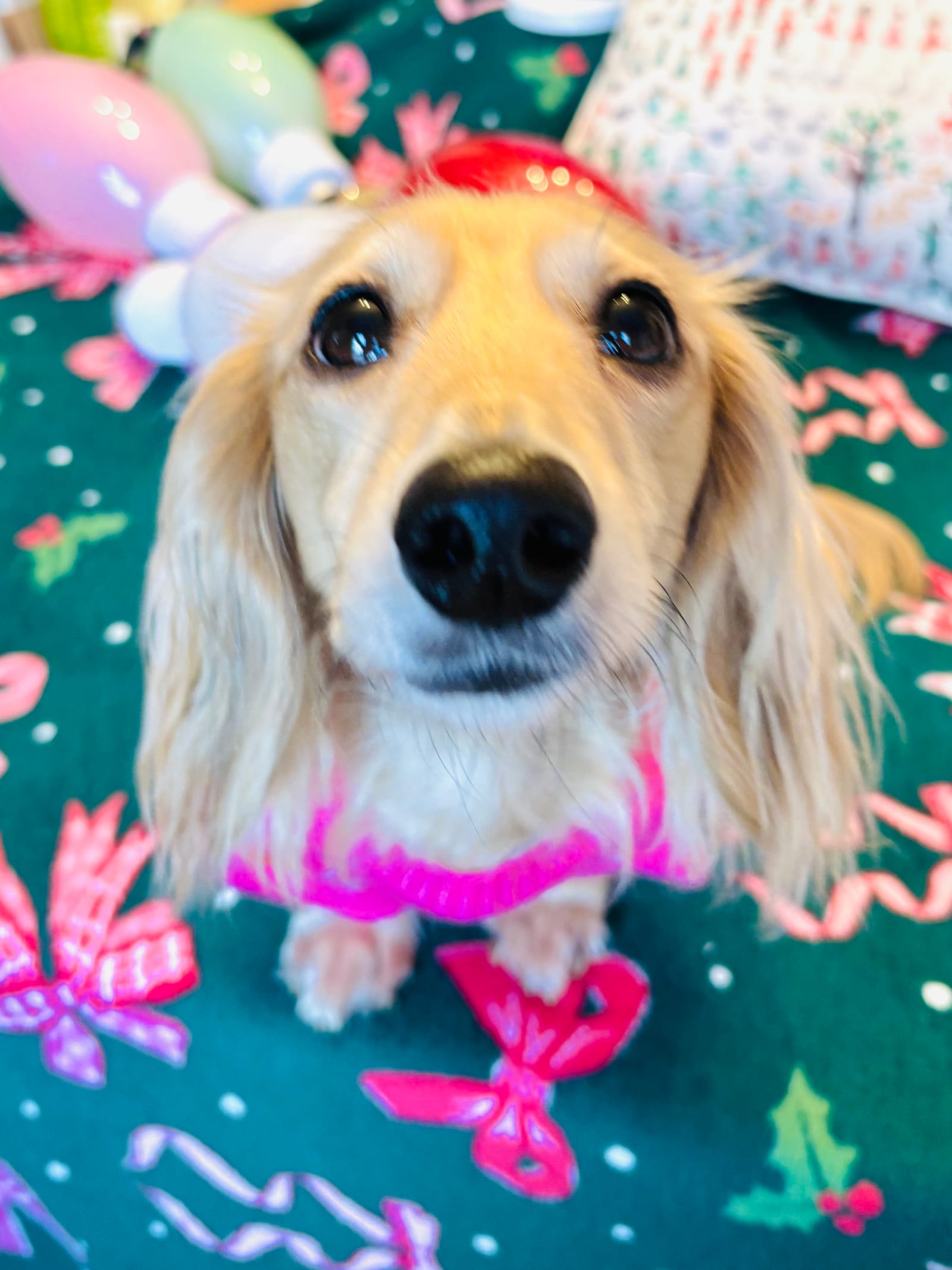 Petspiration Spotlight: Roxie Star Heart