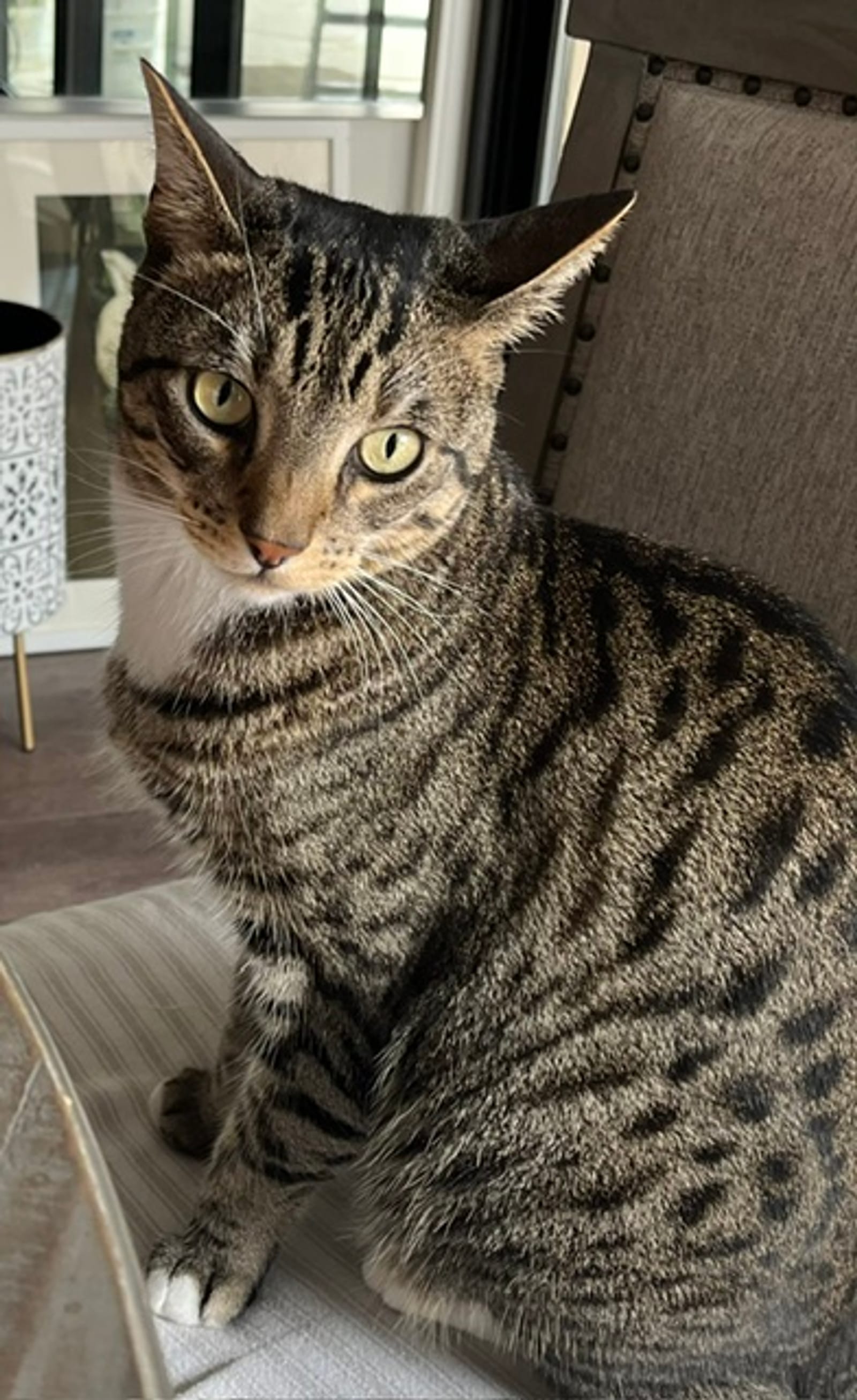 Petspiration Spotlight: Rubik