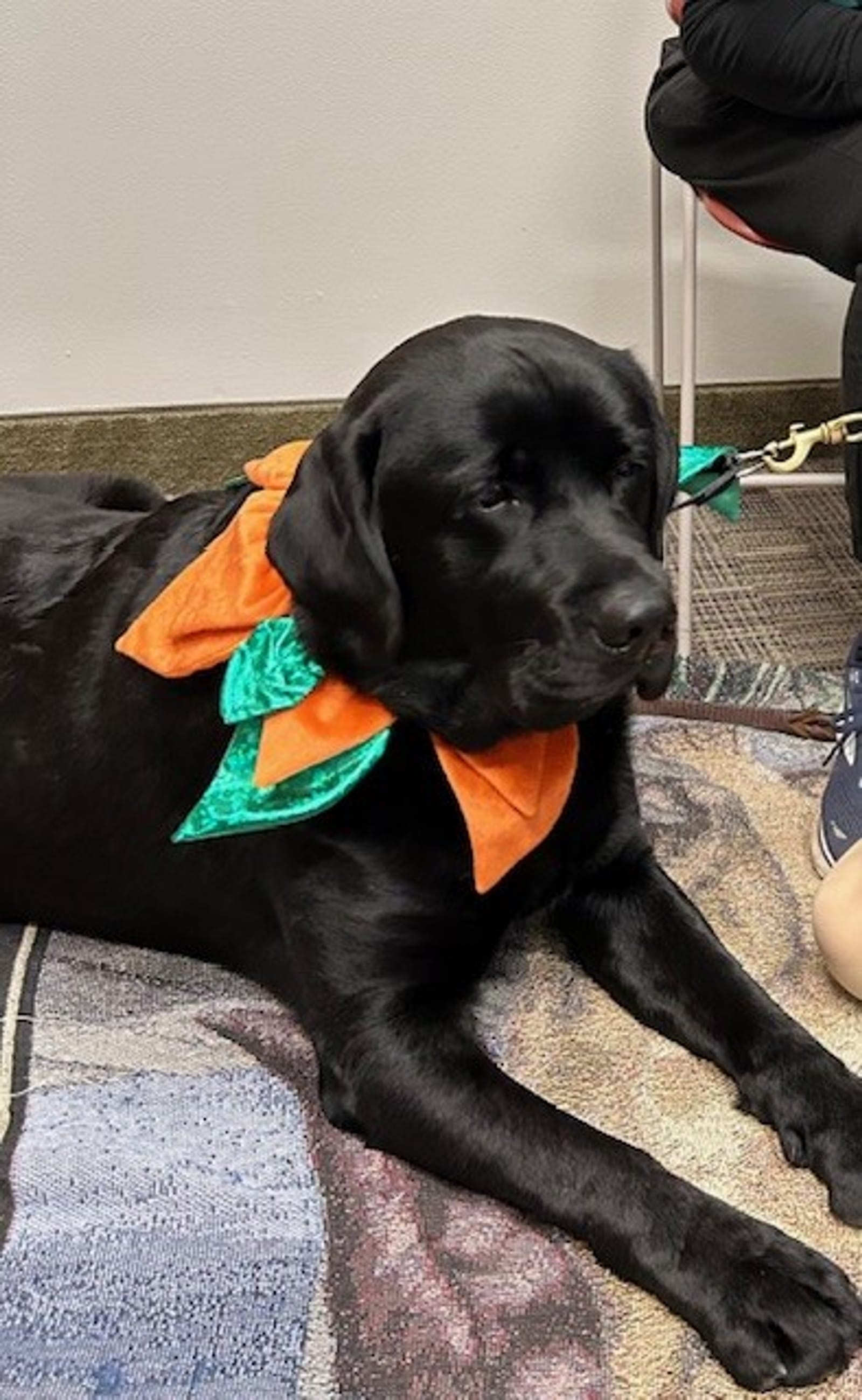 Petspiration Spotlight: Rudy