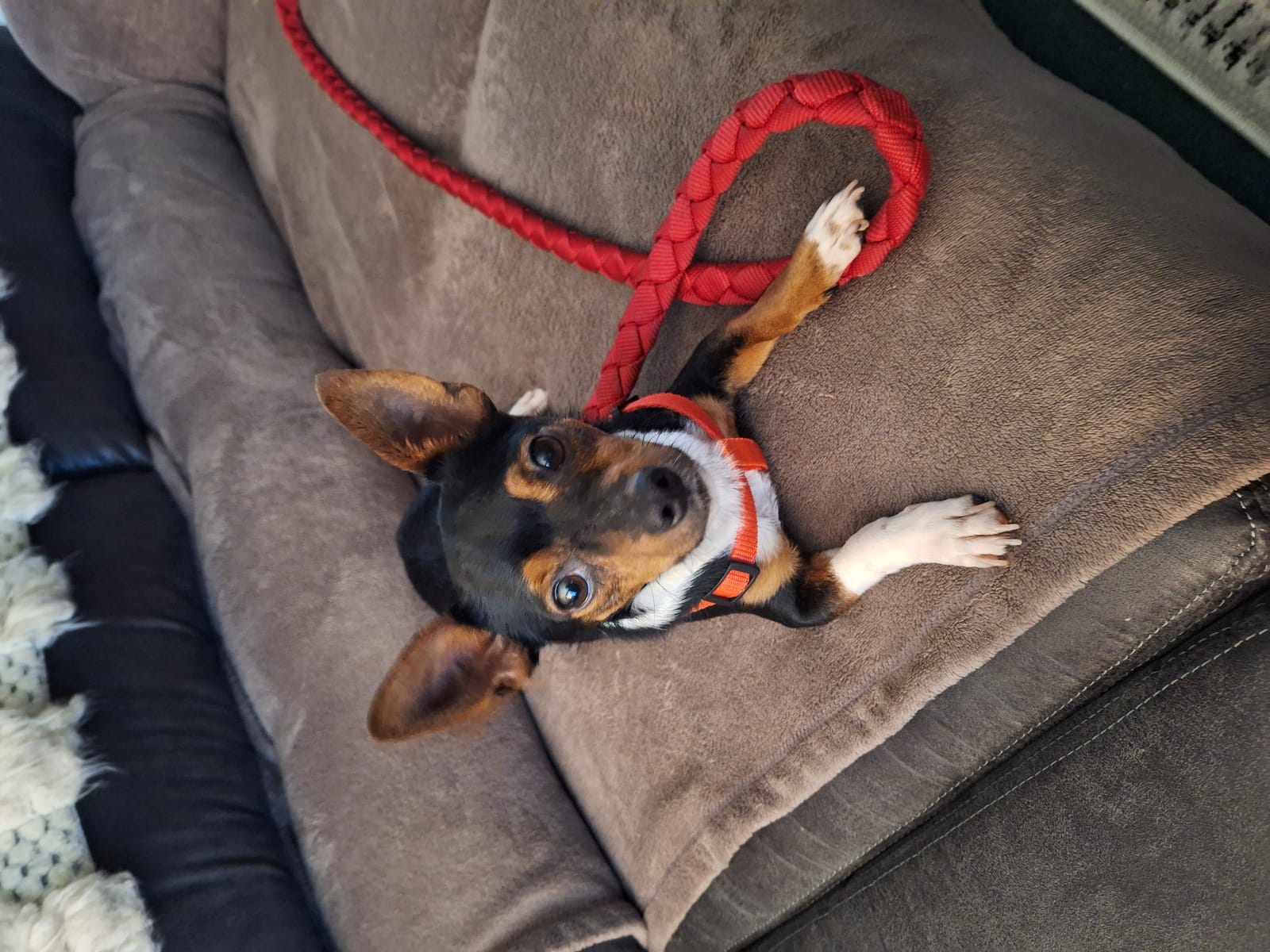 Petspiration Spotlight: Rudy