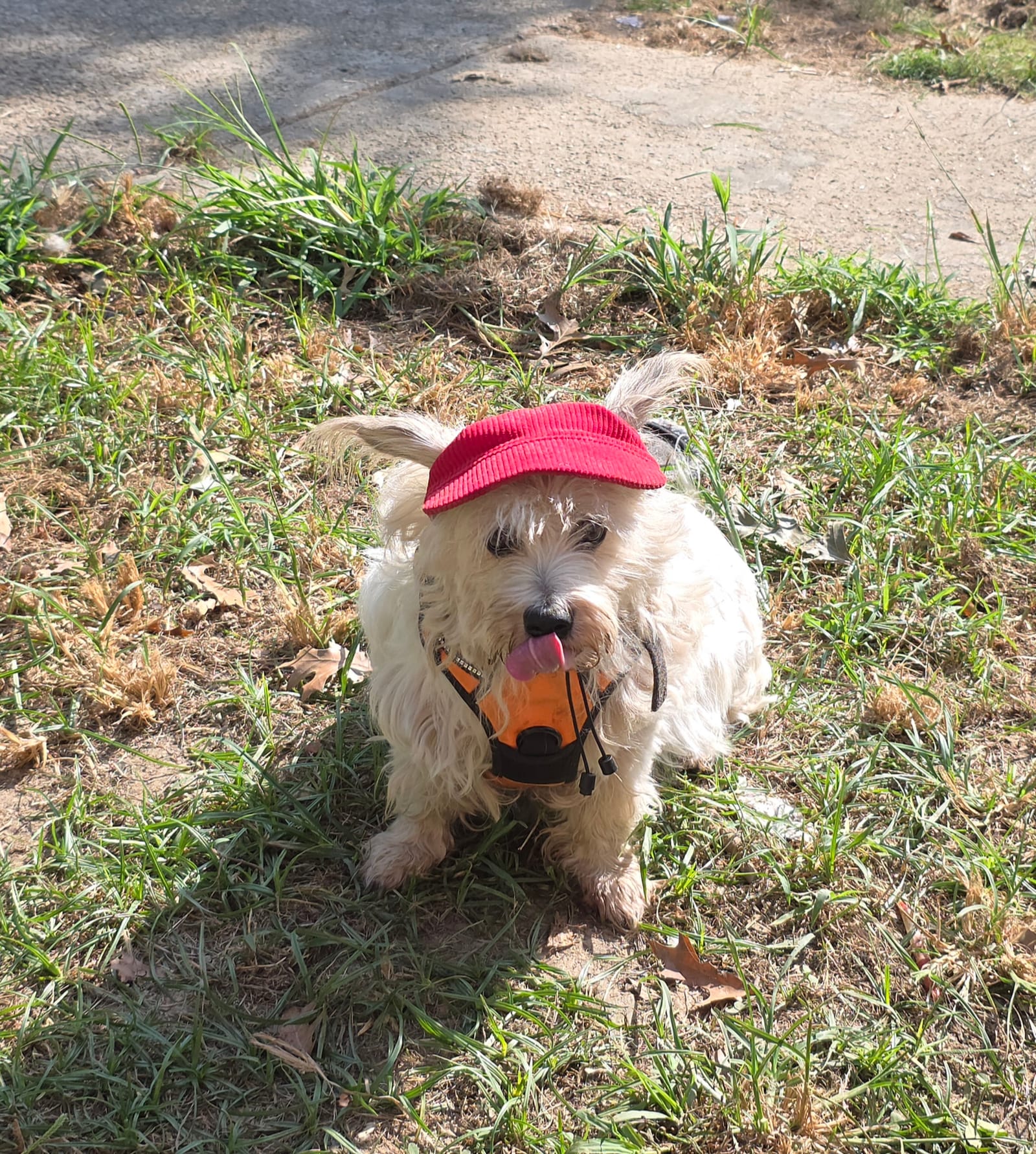 Petspiration Spotlight: Rufus