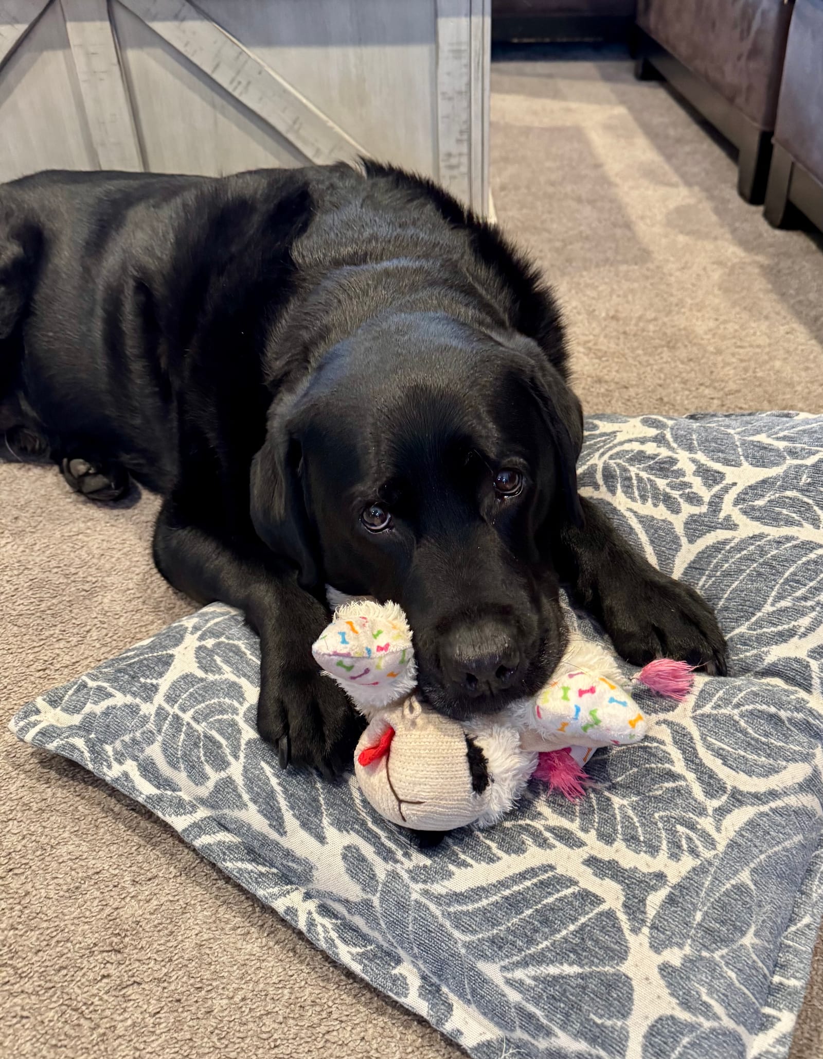 Petspiration Spotlight: Ruger