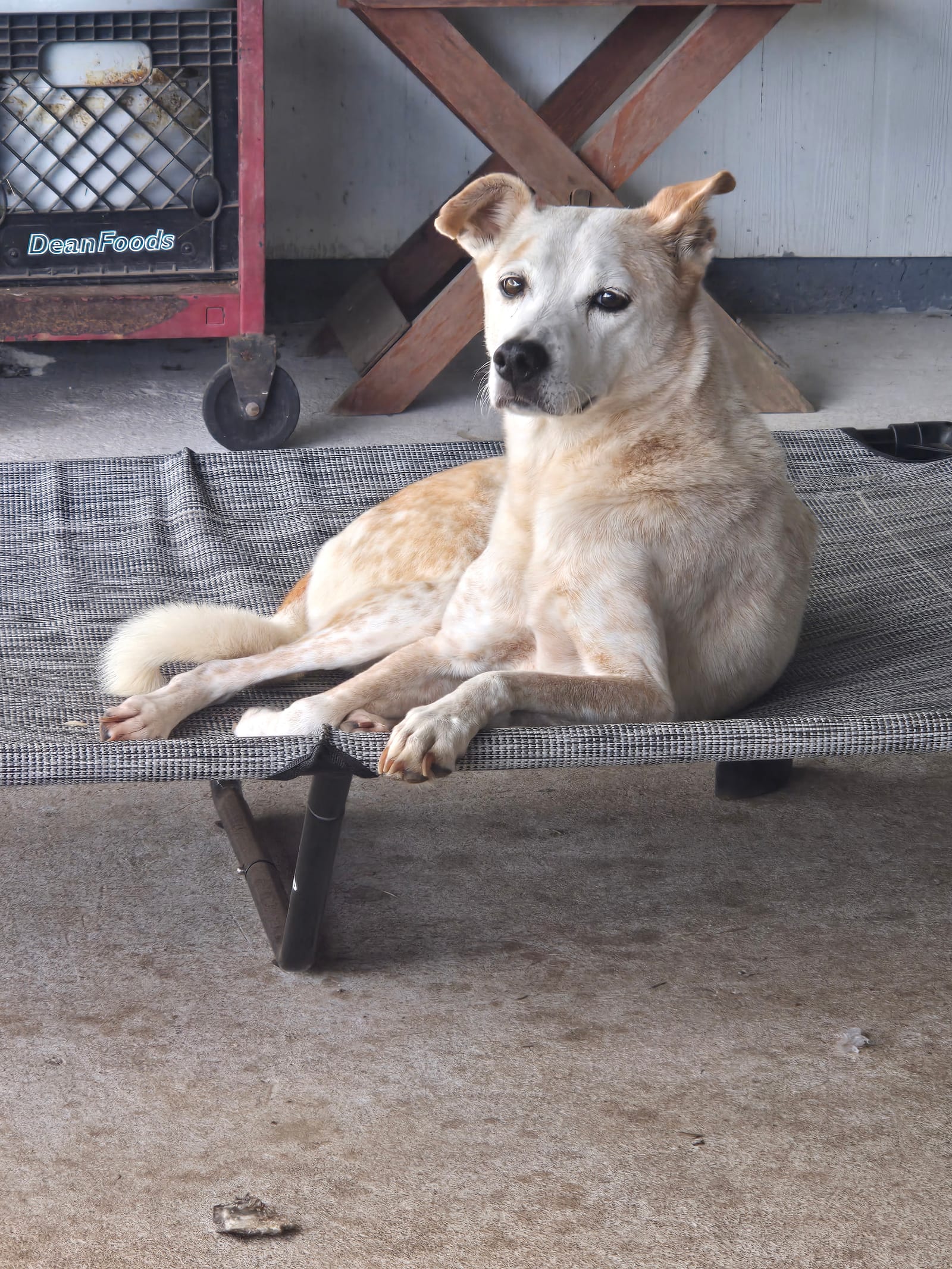 Petspiration Spotlight: RUSTI