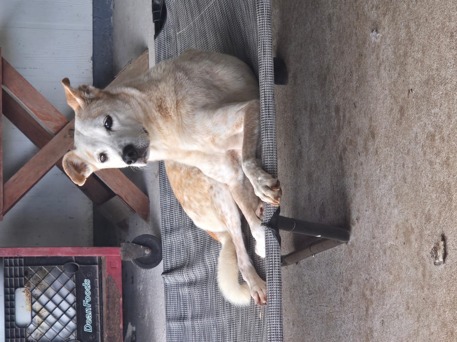 Petspiration Spotlight: Rusti