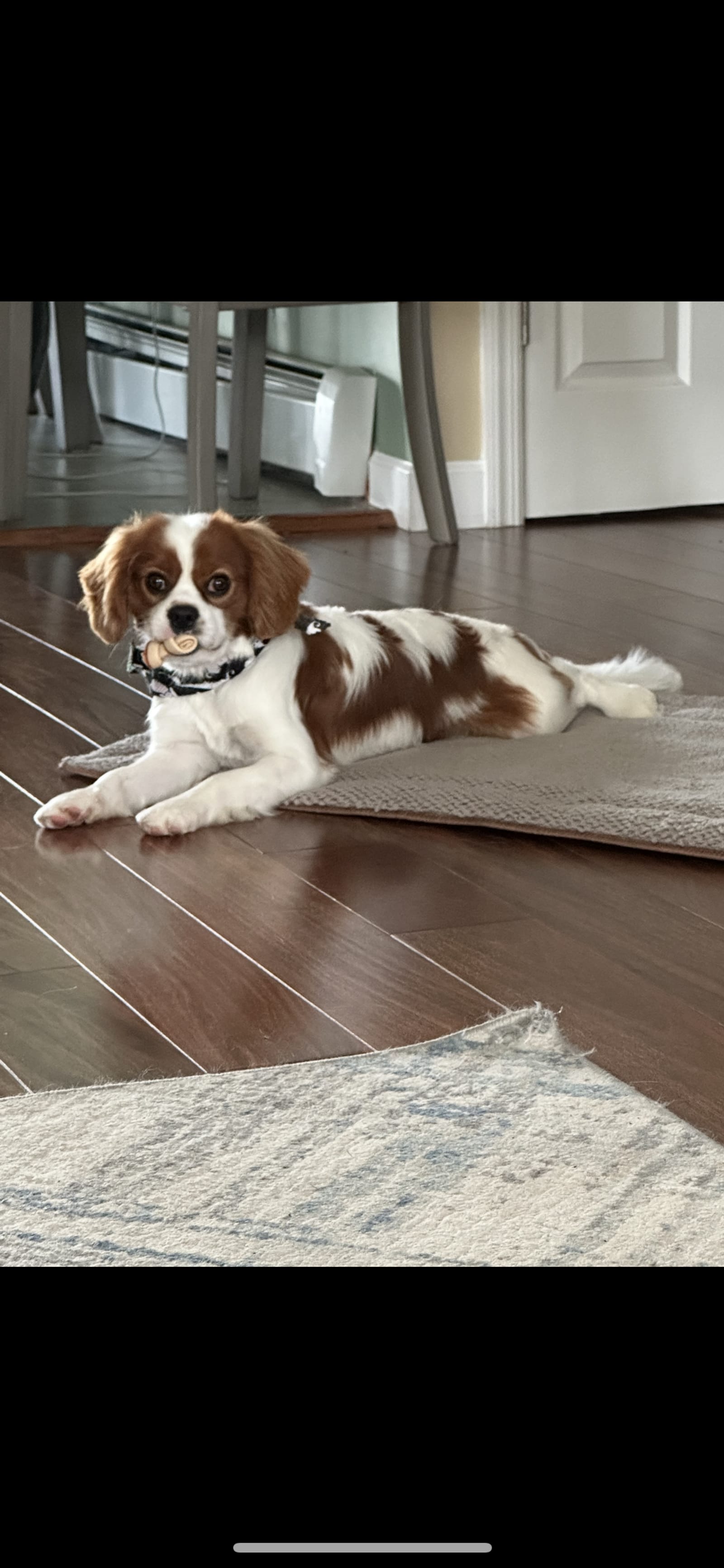 Petspiration Spotlight: Rusty