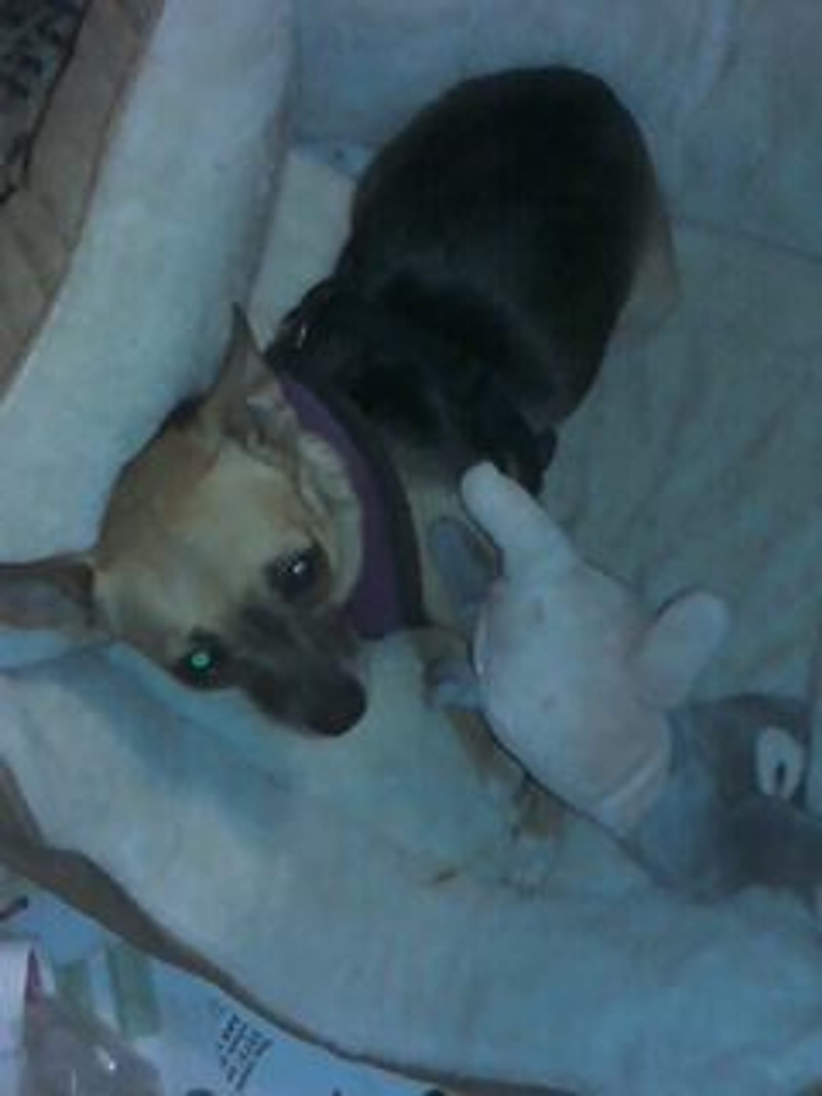 Petspiration Spotlight: Sable