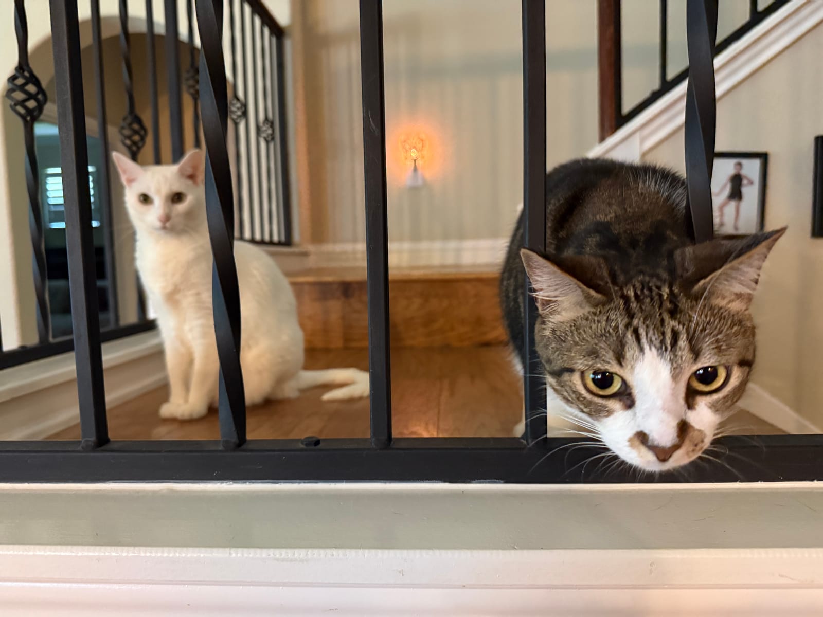 Petspiration Spotlight: Jack and Sally