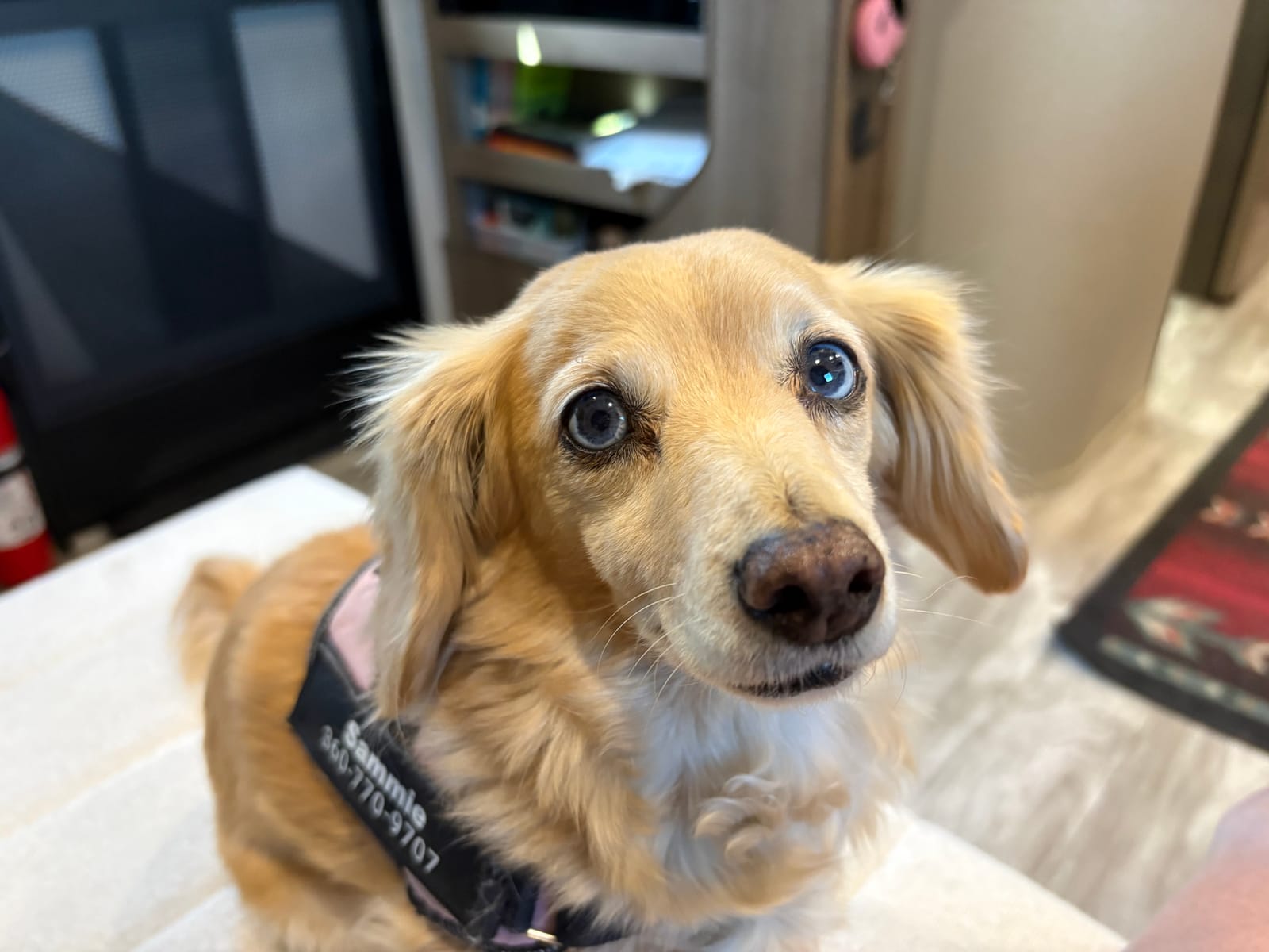 Petspiration Spotlight: Sammie