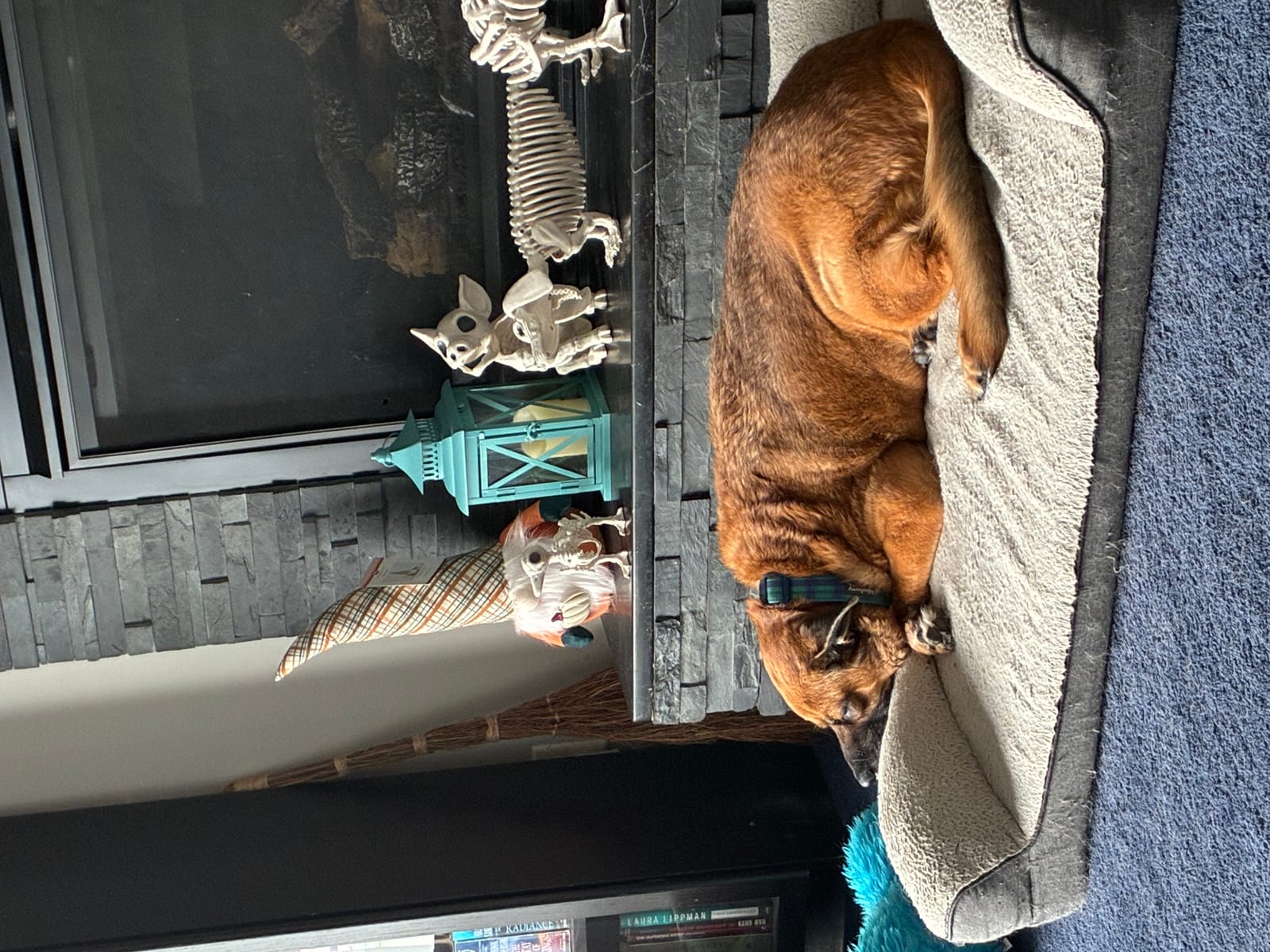 Petspiration Spotlight: Sammy