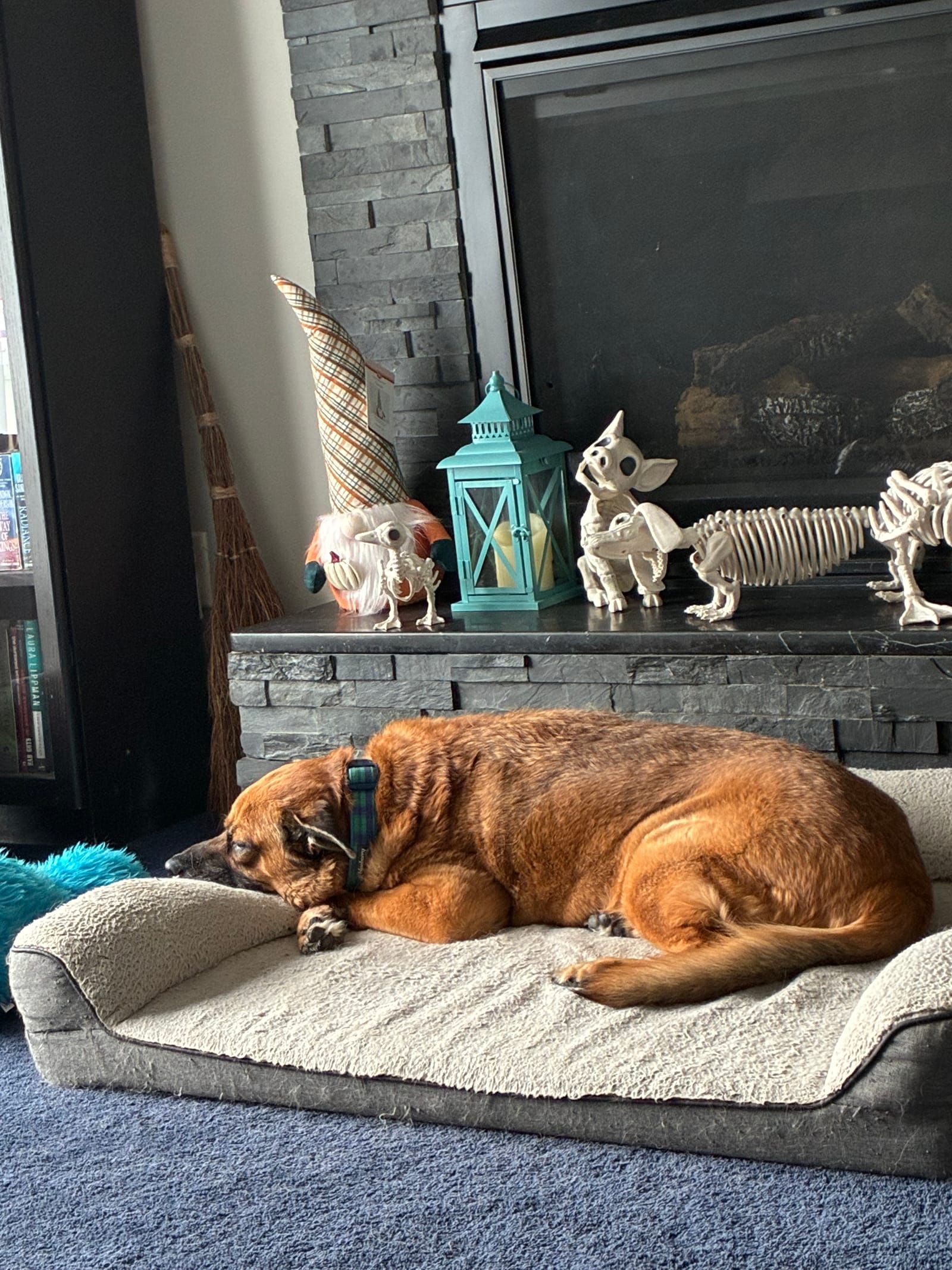 Petspiration Spotlight: Sammy