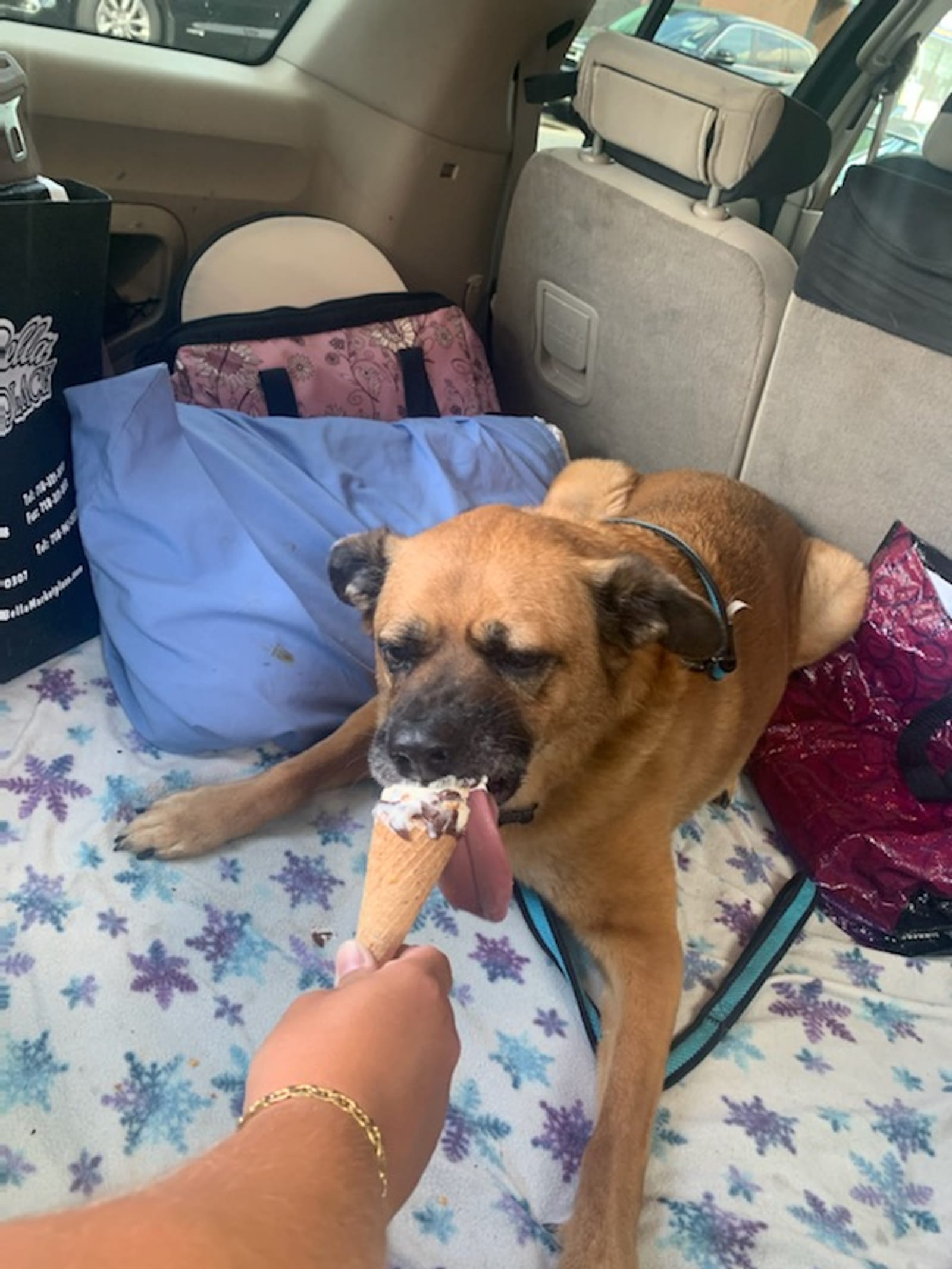 Petspiration Spotlight: Sammy