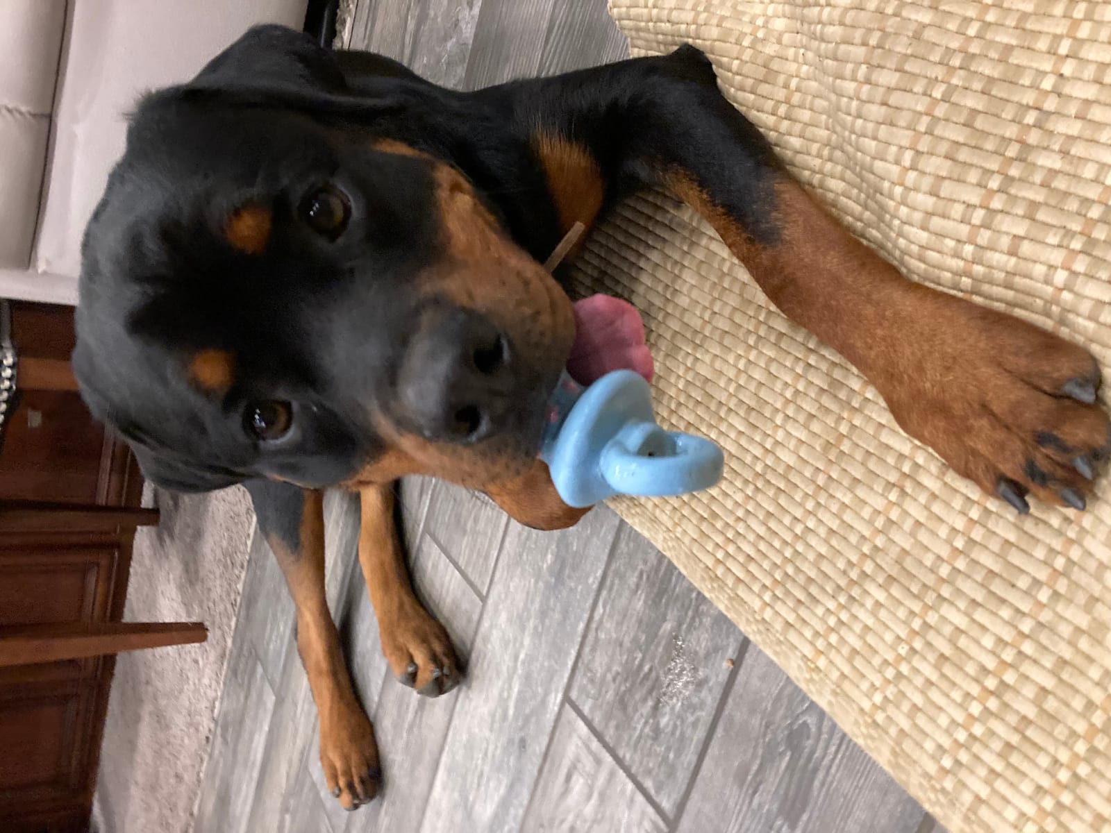 Petspiration Spotlight: Samson