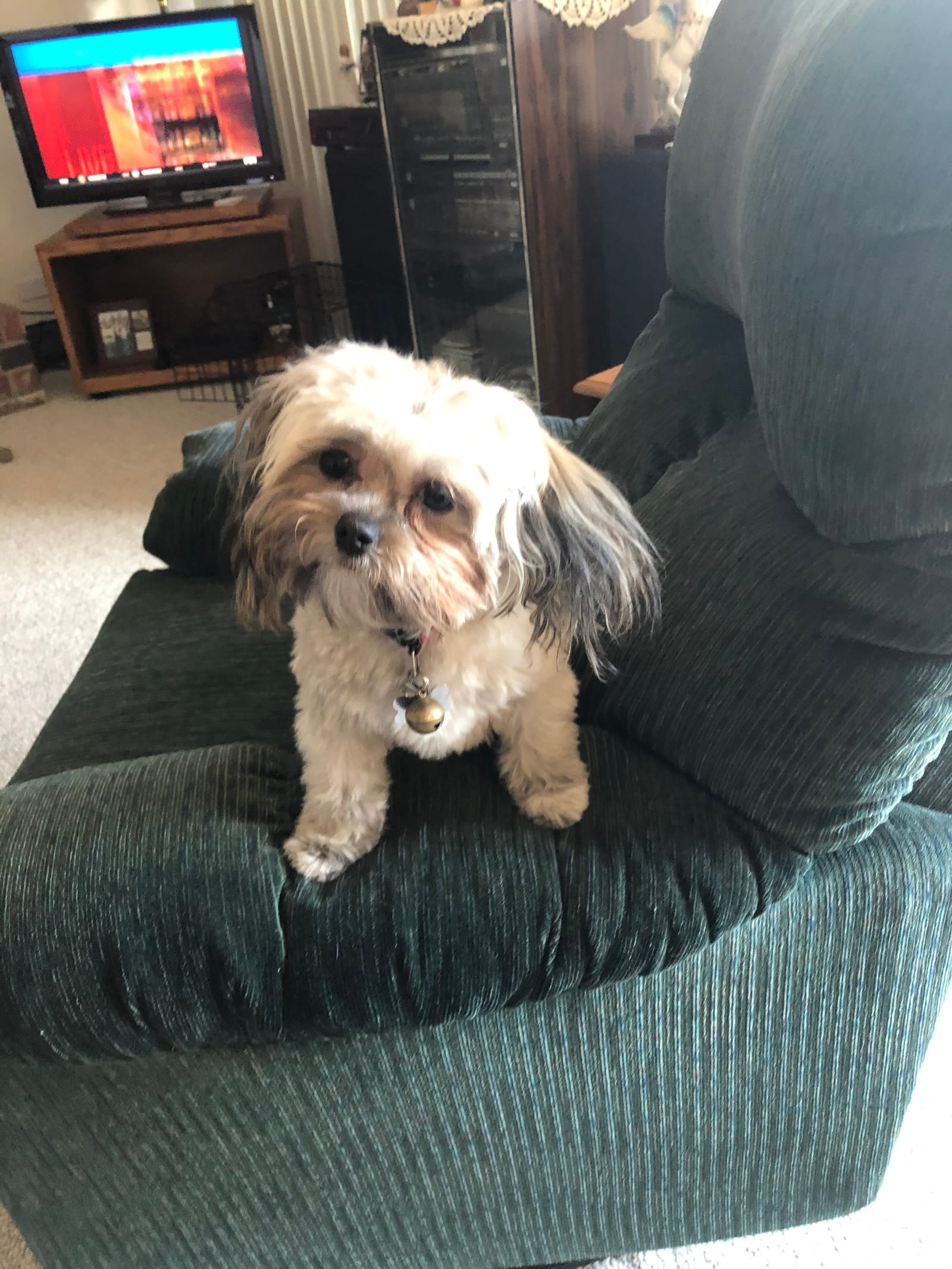 Petspiration Spotlight: Sandy