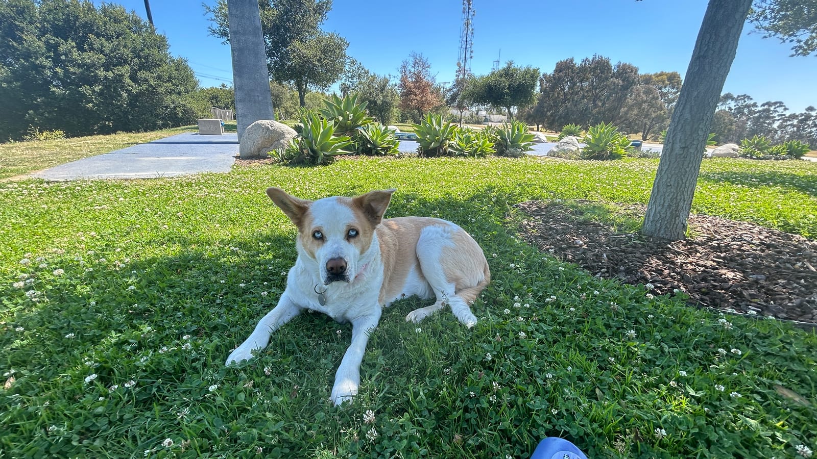 Petspiration Spotlight: Sapphire