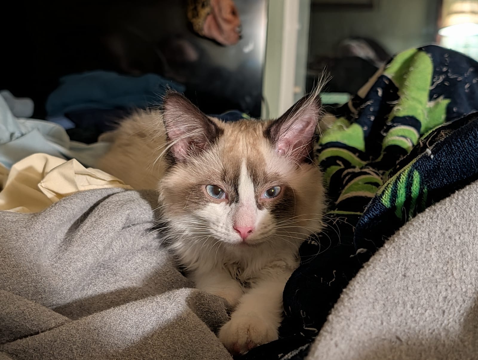 Petspiration Spotlight: Sapphire