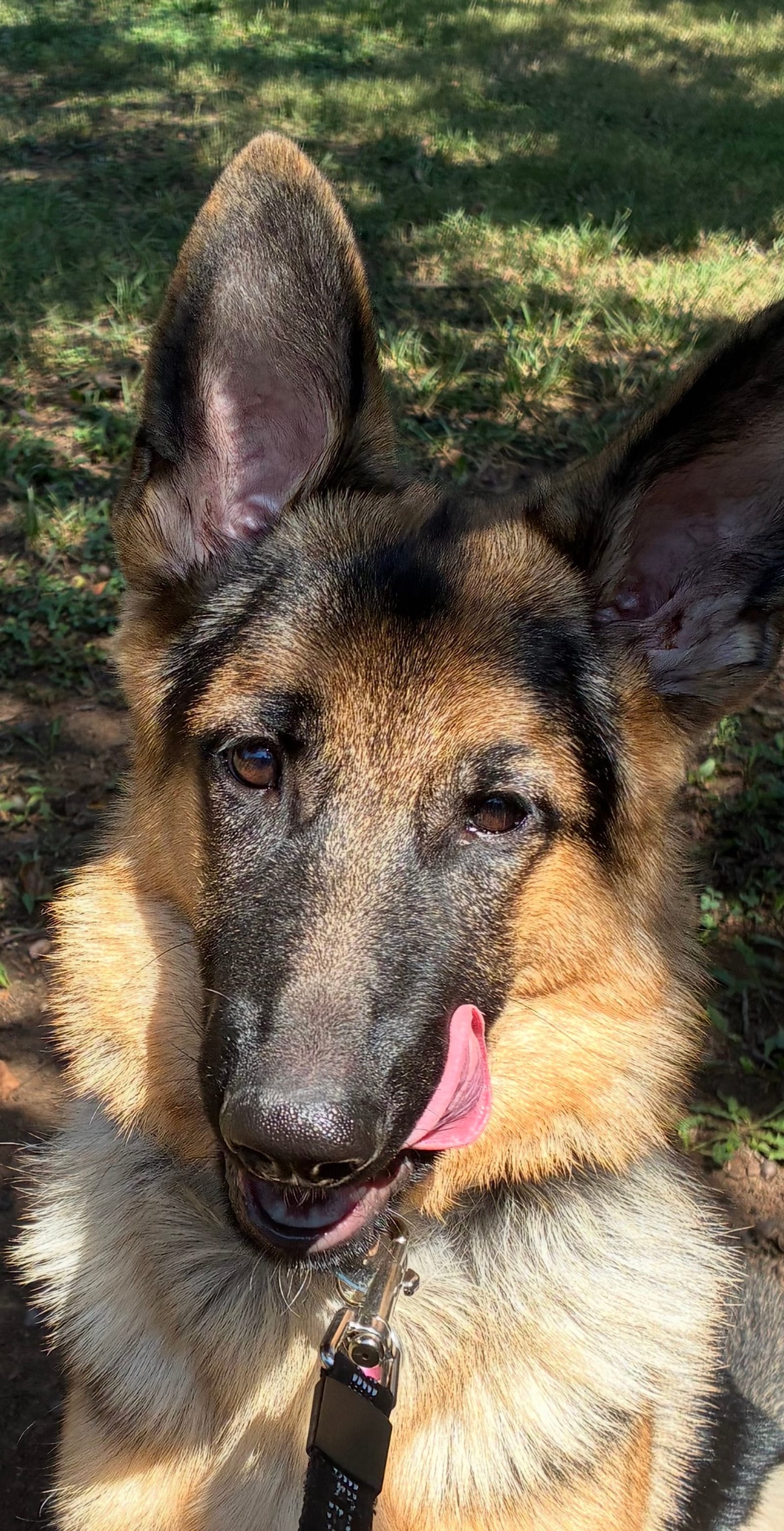 Petspiration Spotlight: Sasha