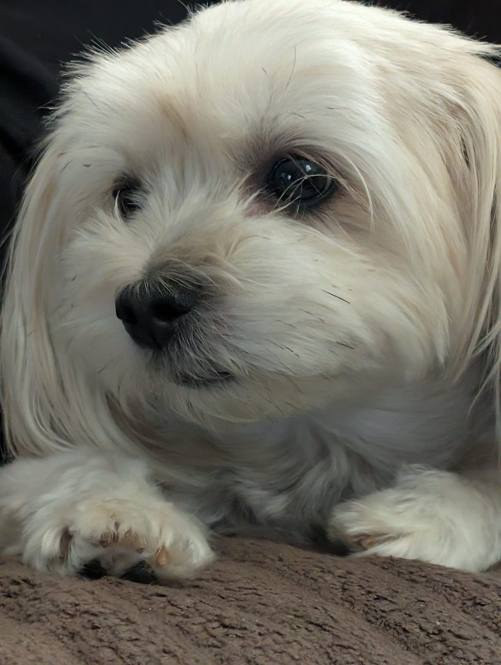 Petspiration Spotlight: Sasha