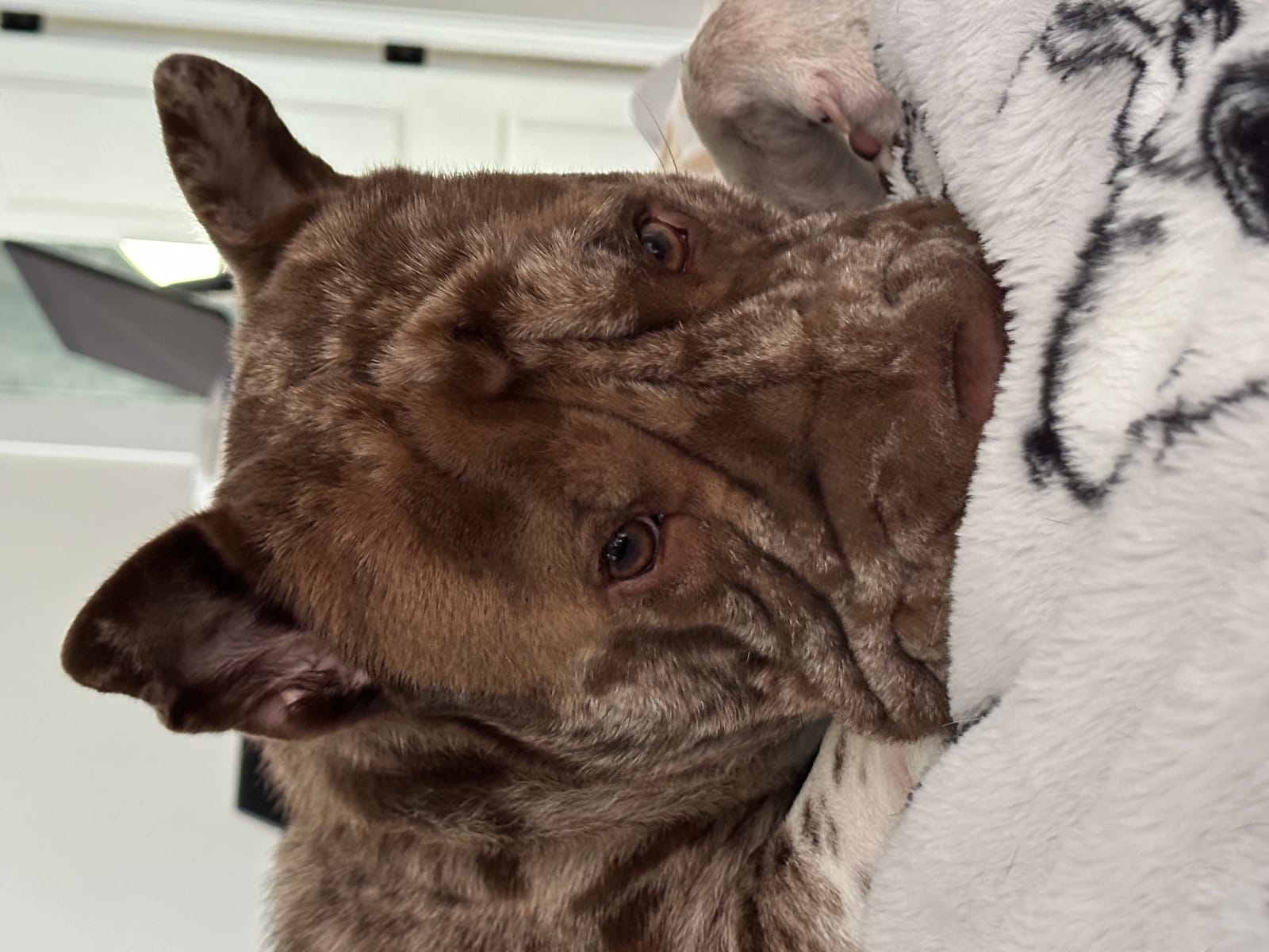 Petspiration Spotlight: Savannah