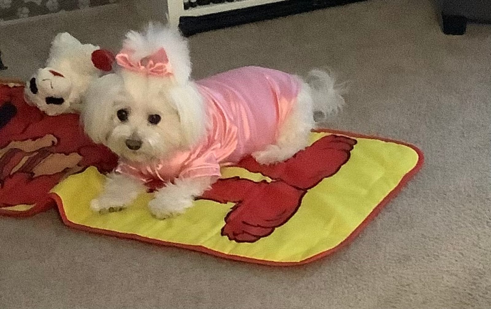 Petspiration Spotlight: Savannah