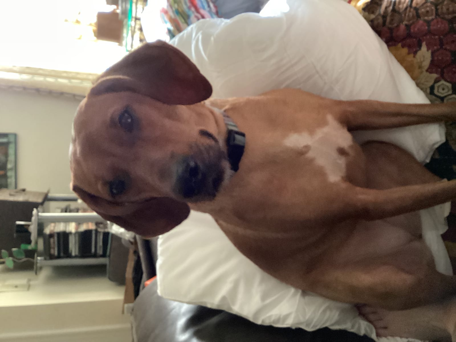 Petspiration Spotlight: Scarlett