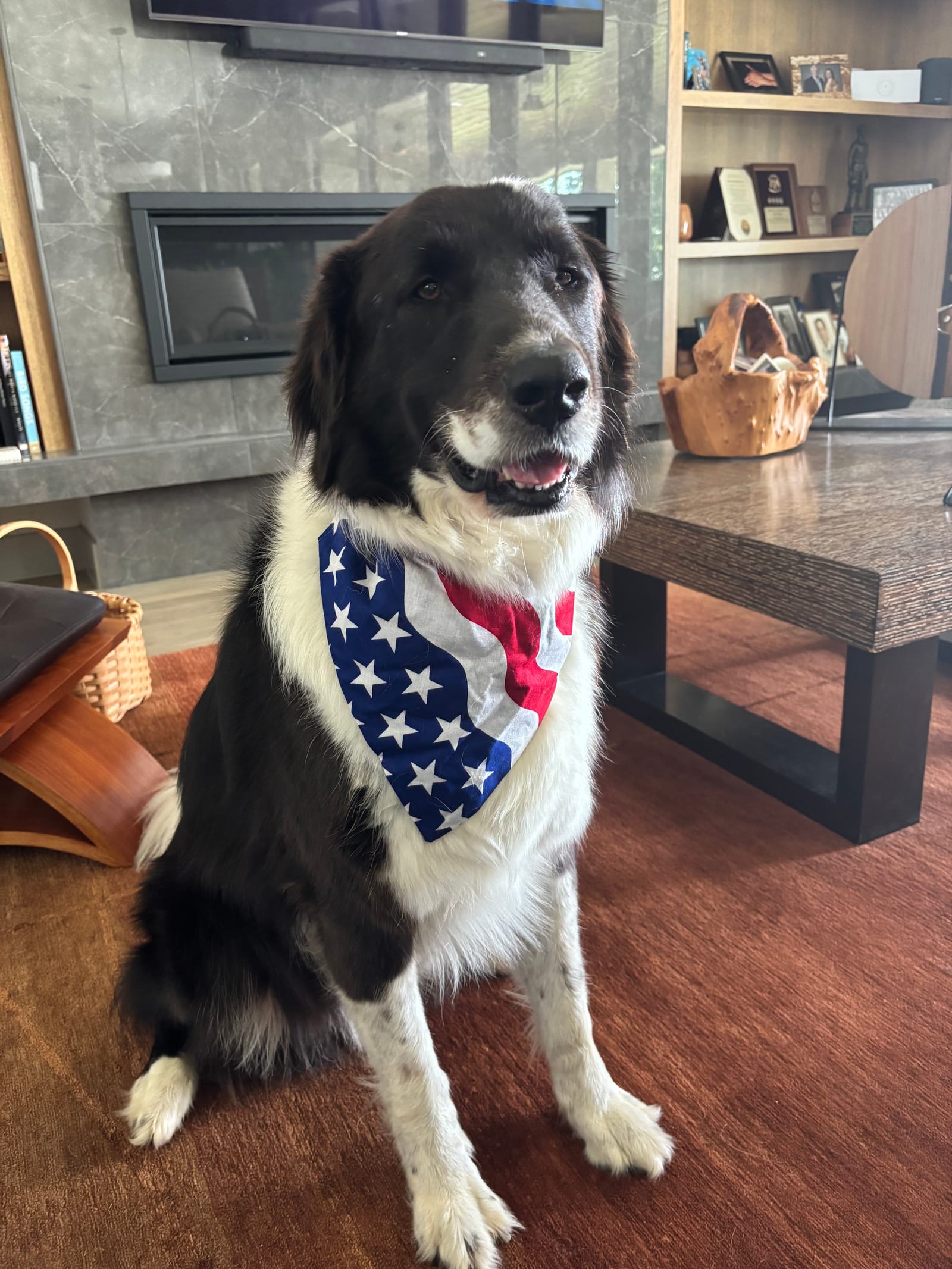 Petspiration Spotlight: Scout