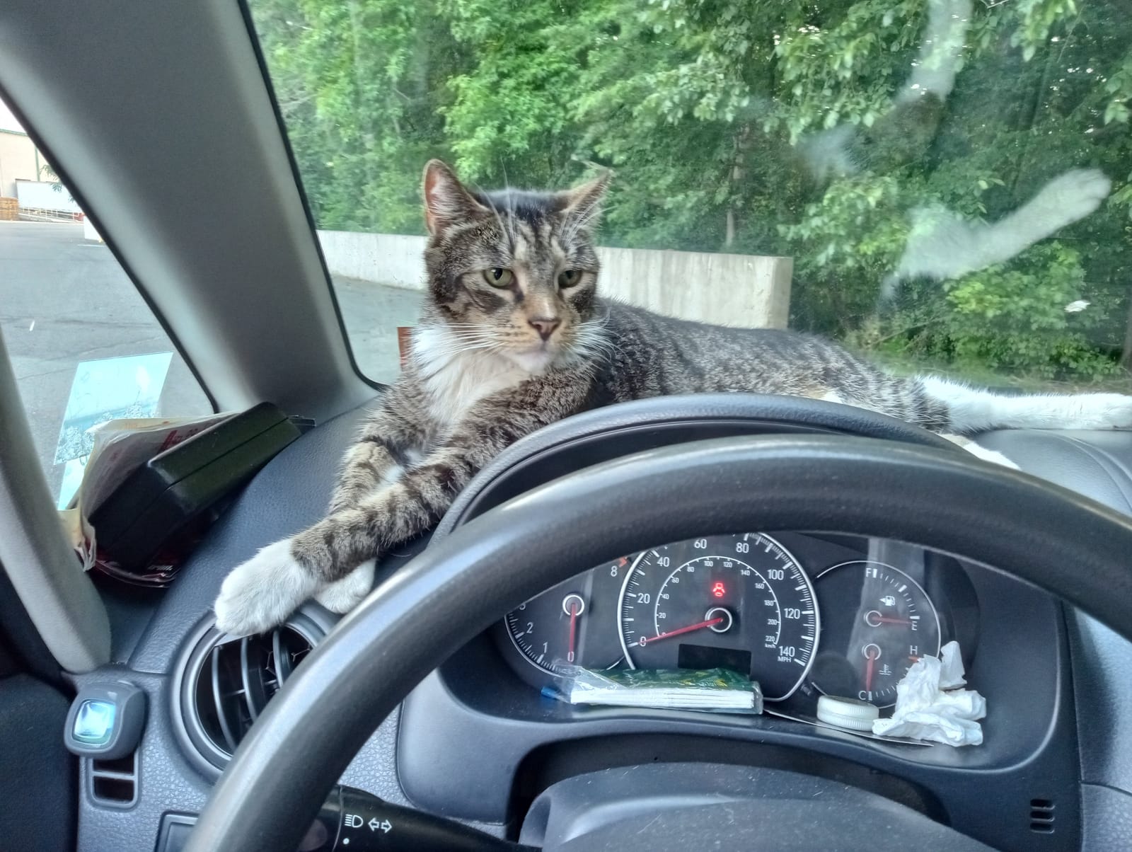 Petspiration Spotlight: SCOUT