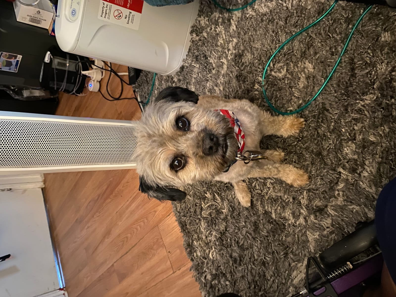 Petspiration Spotlight: Scrappy