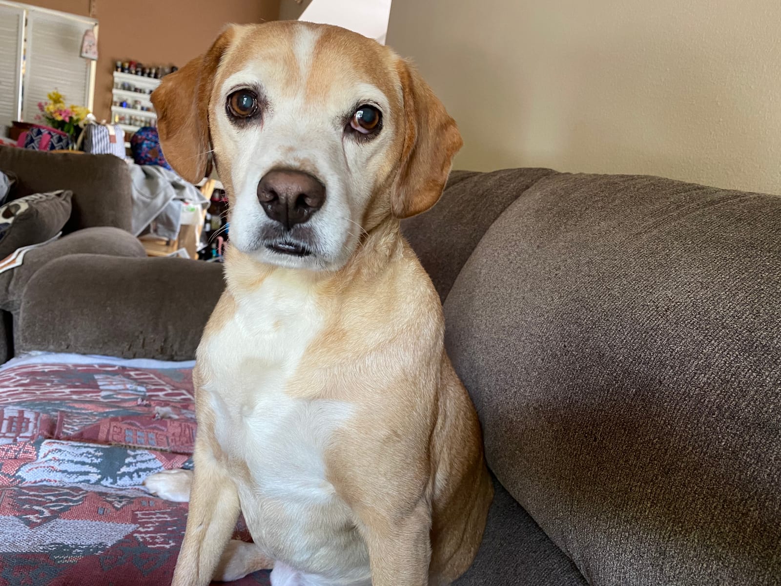 Petspiration Spotlight: Shady