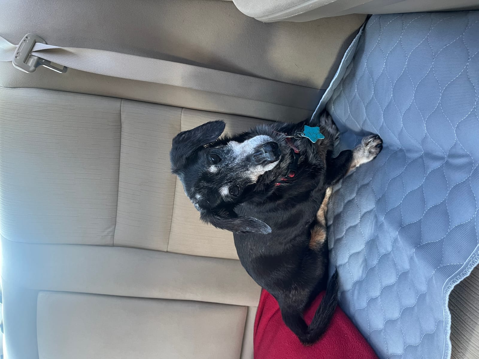 Petspiration Spotlight: Sierra