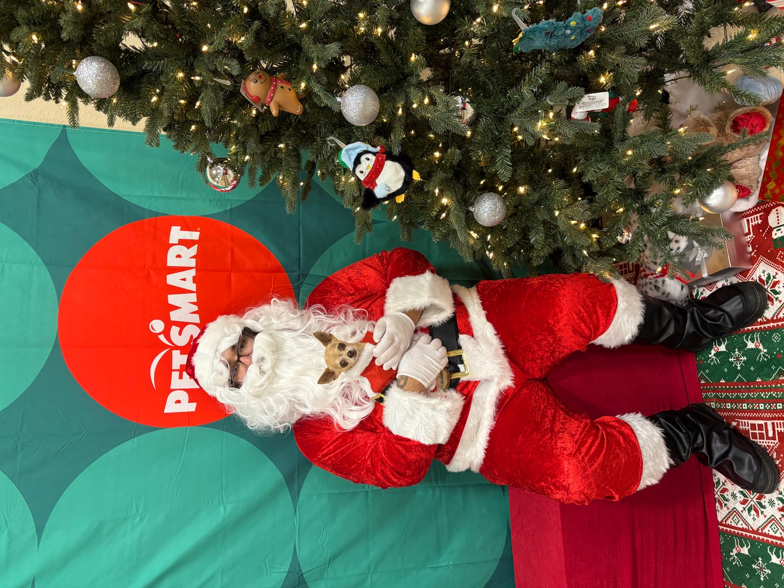 Petspiration Spotlight: Simba