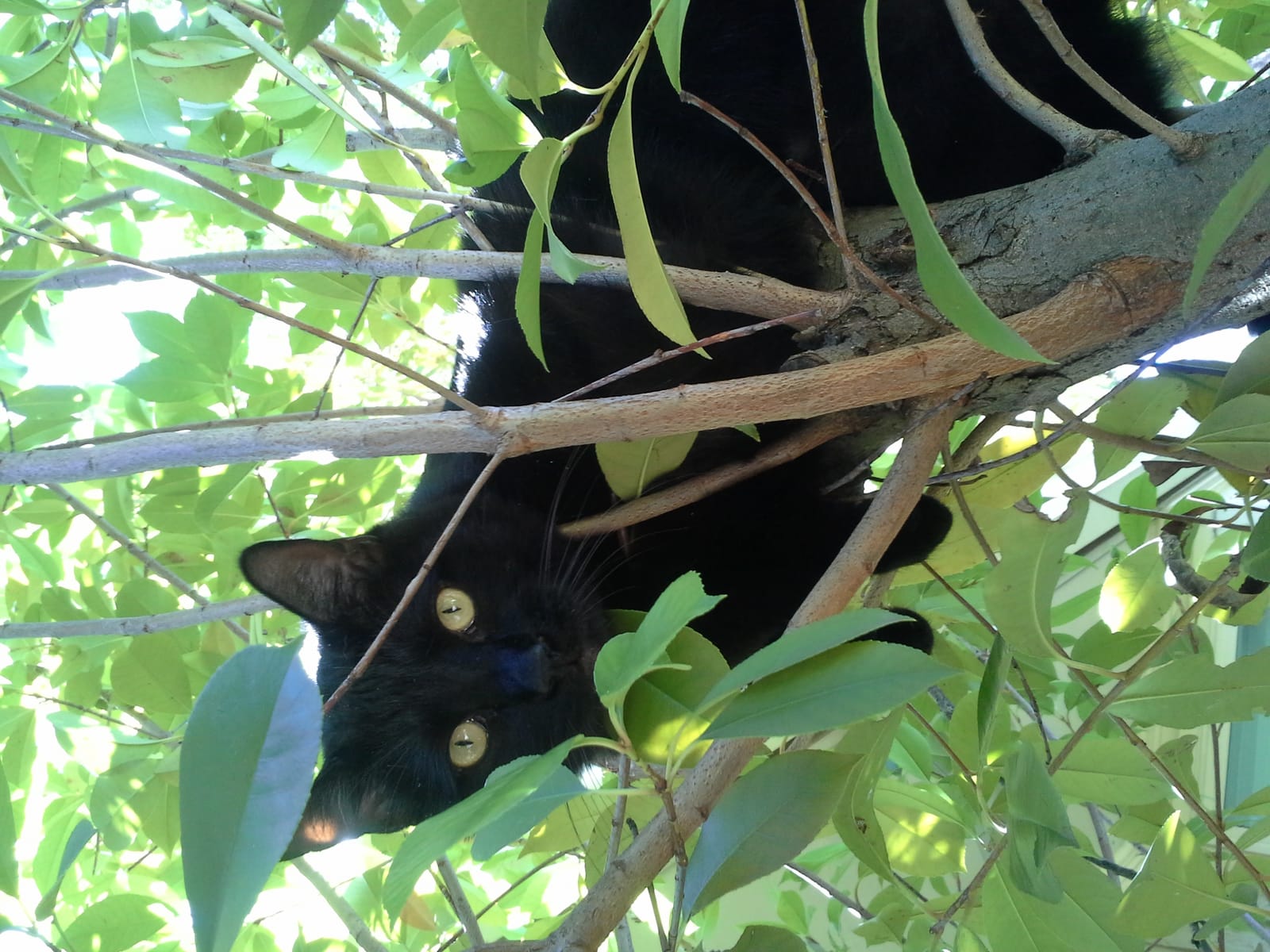 Petspiration Spotlight: Simba