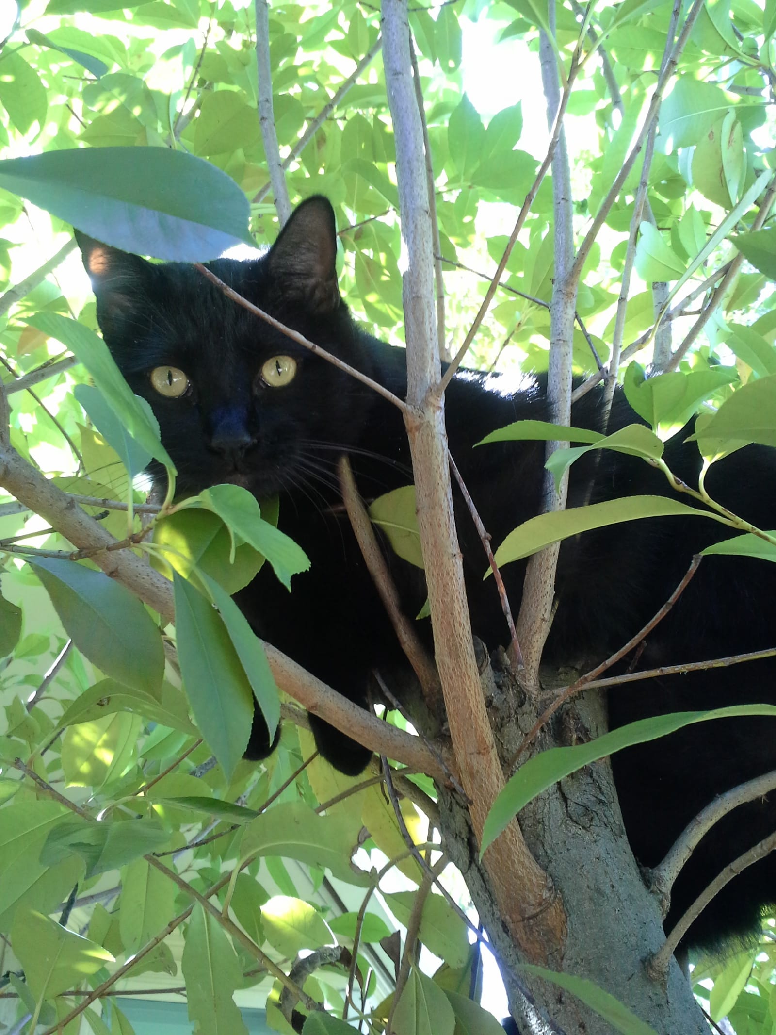 Petspiration Spotlight: Simba