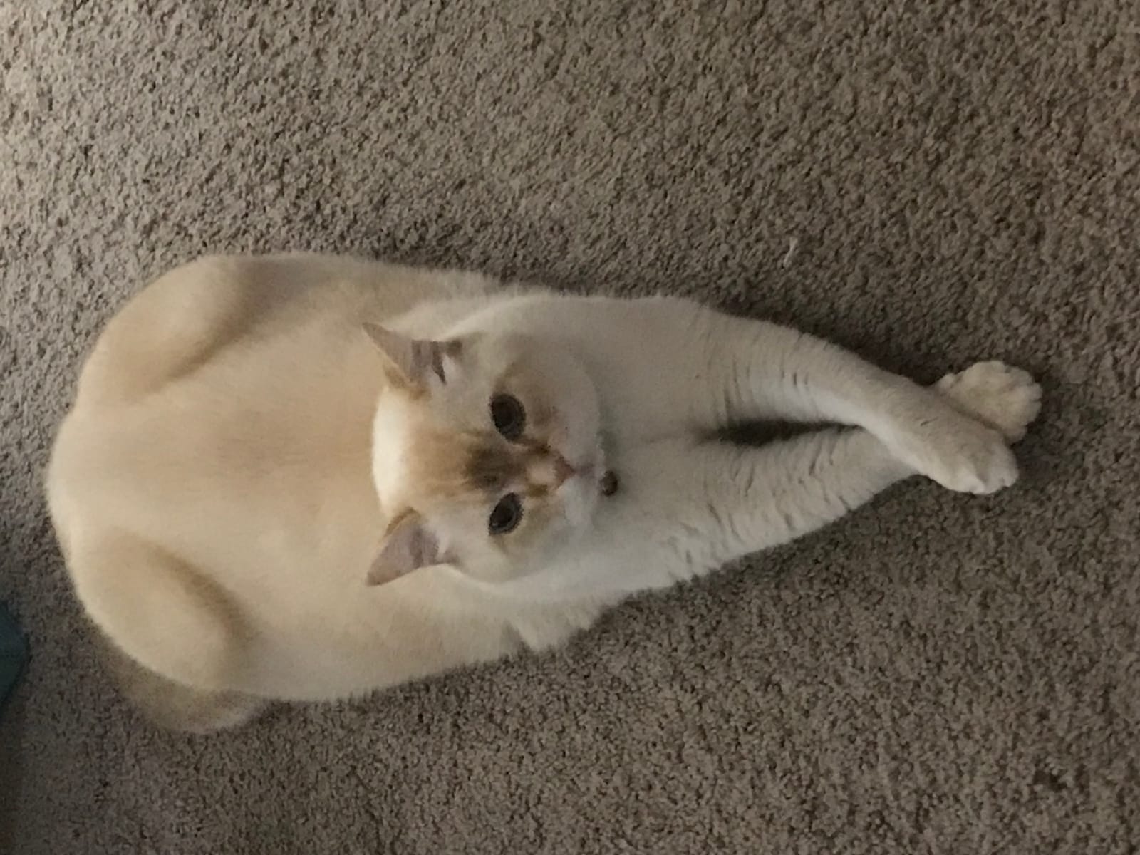 Petspiration Spotlight: Simon