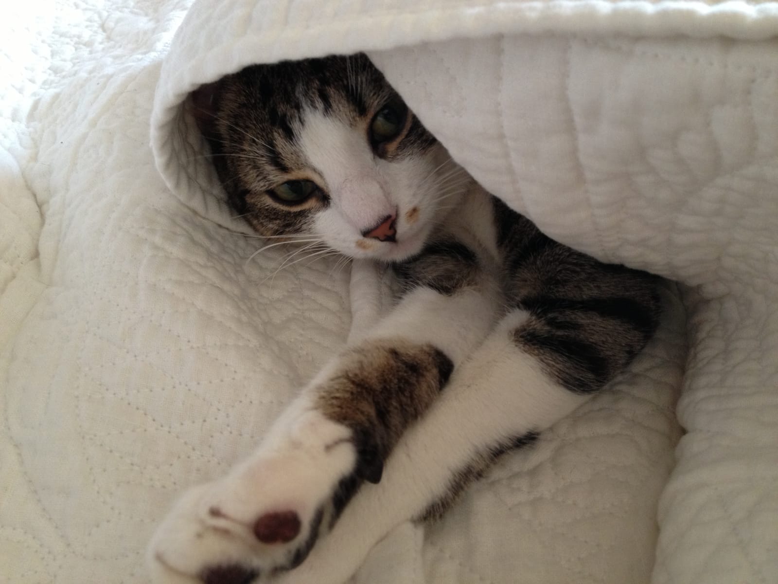 Petspiration Spotlight: Simone