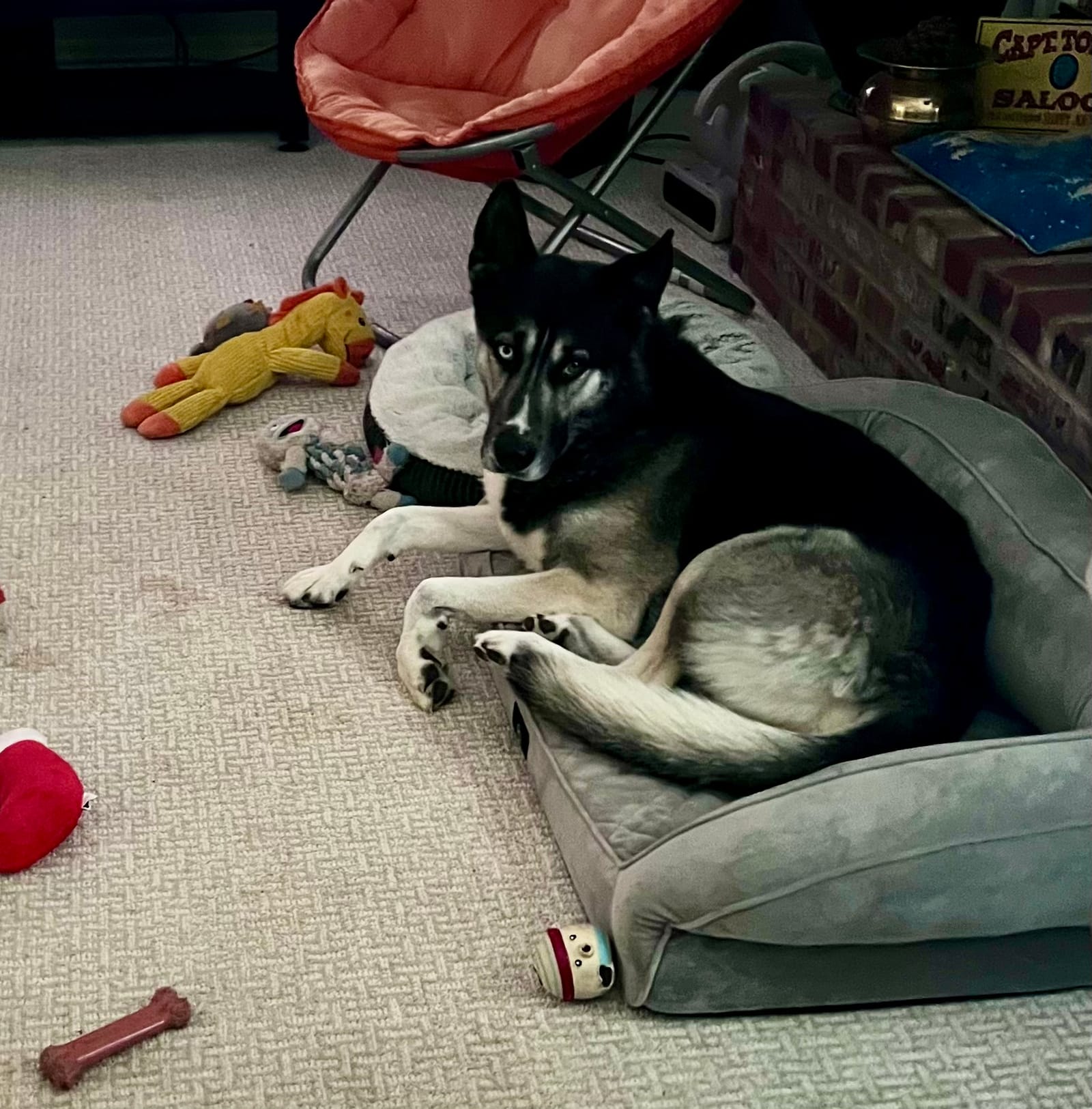 Petspiration Spotlight: Skäär