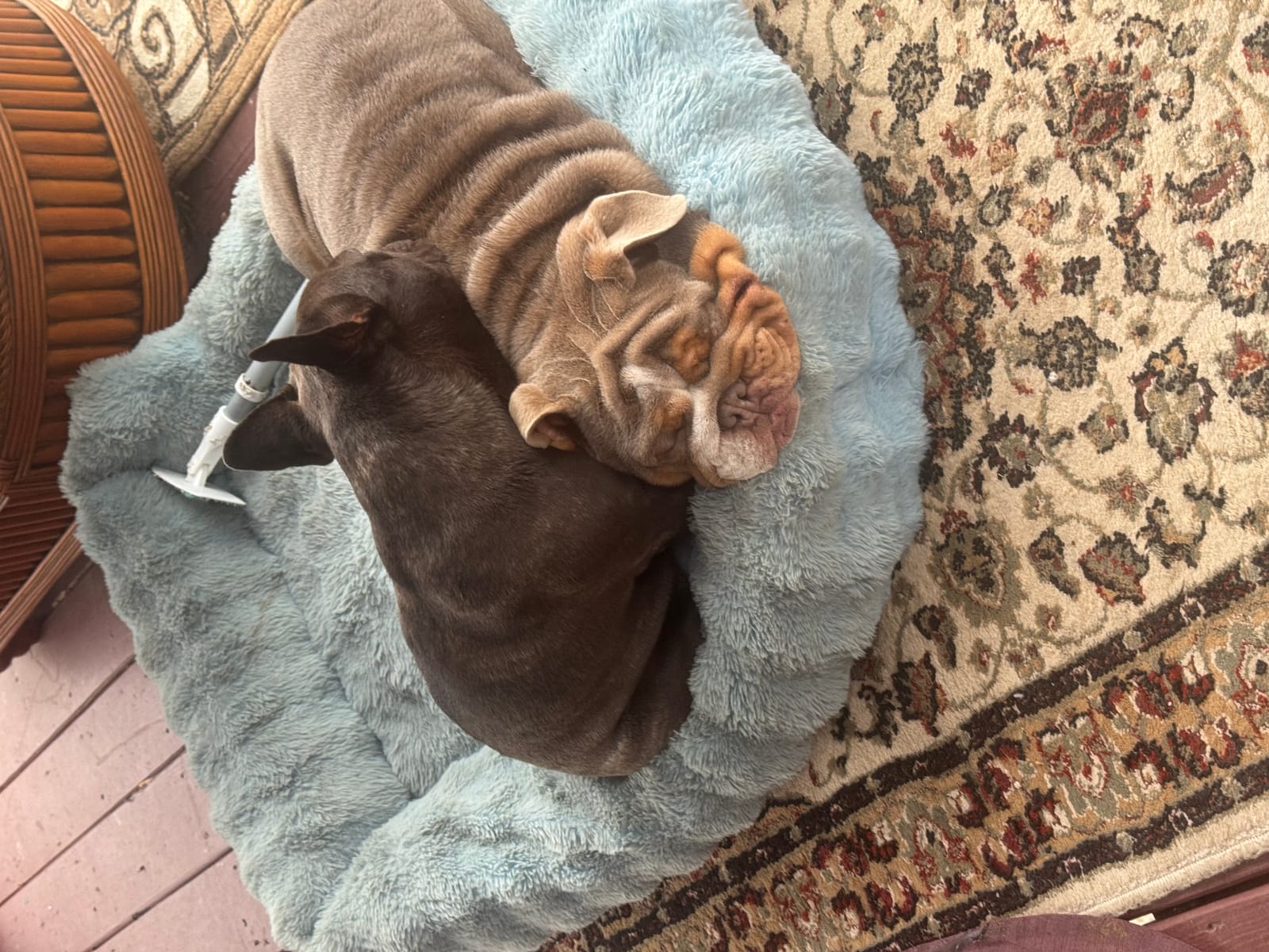 Petspiration Spotlight: Slammer