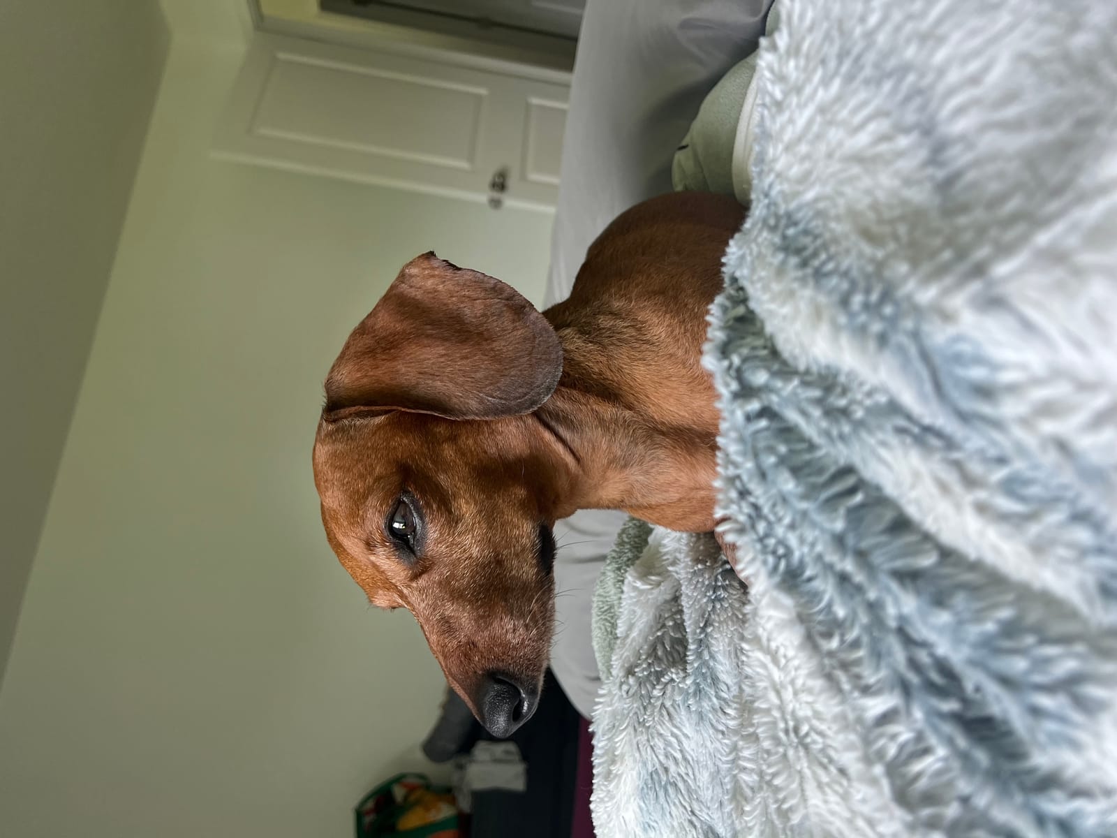 Petspiration Spotlight: Slink