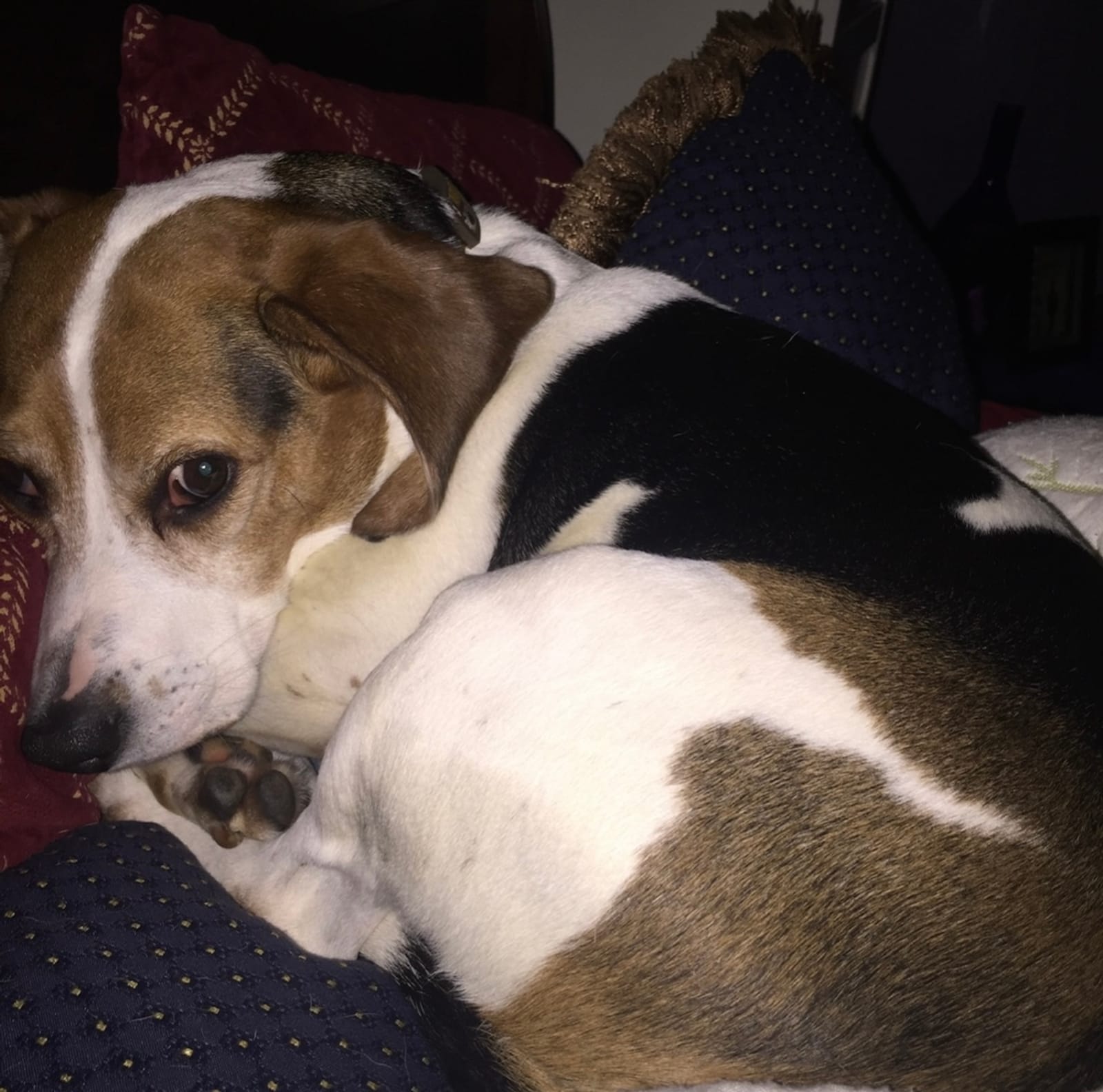 Petspiration Spotlight: Snoopy