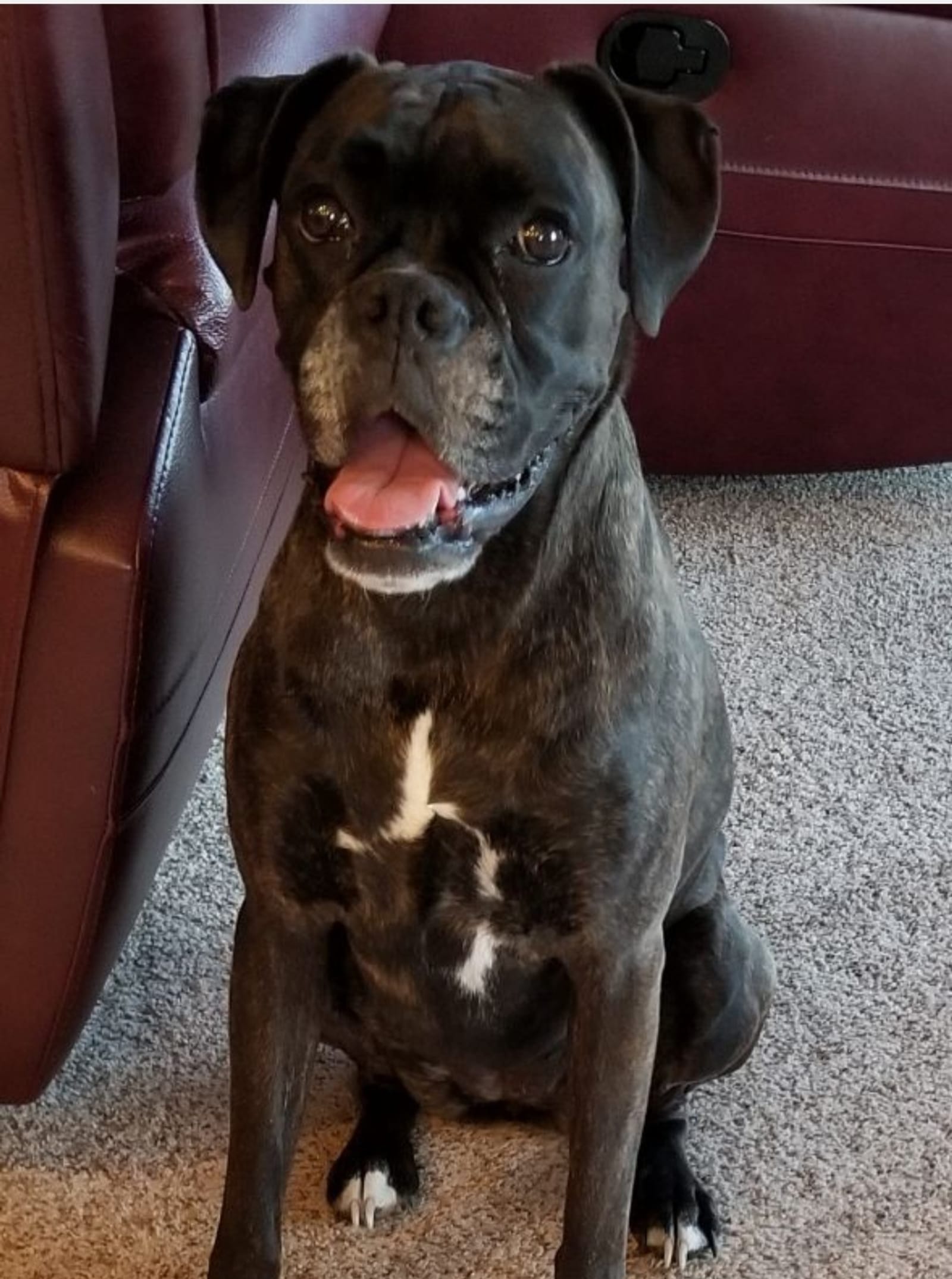 Petspiration Spotlight: Sophia