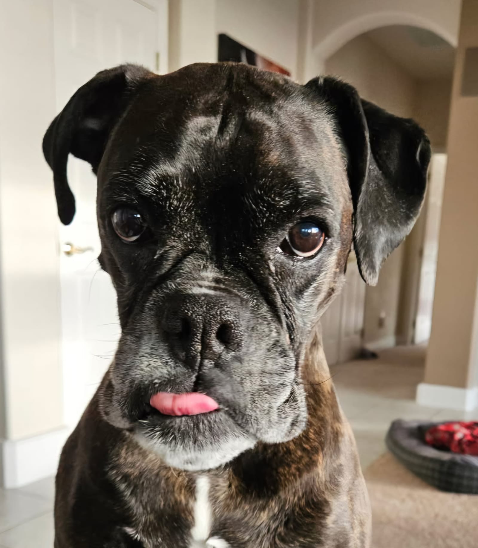 Petspiration Spotlight: Sophia