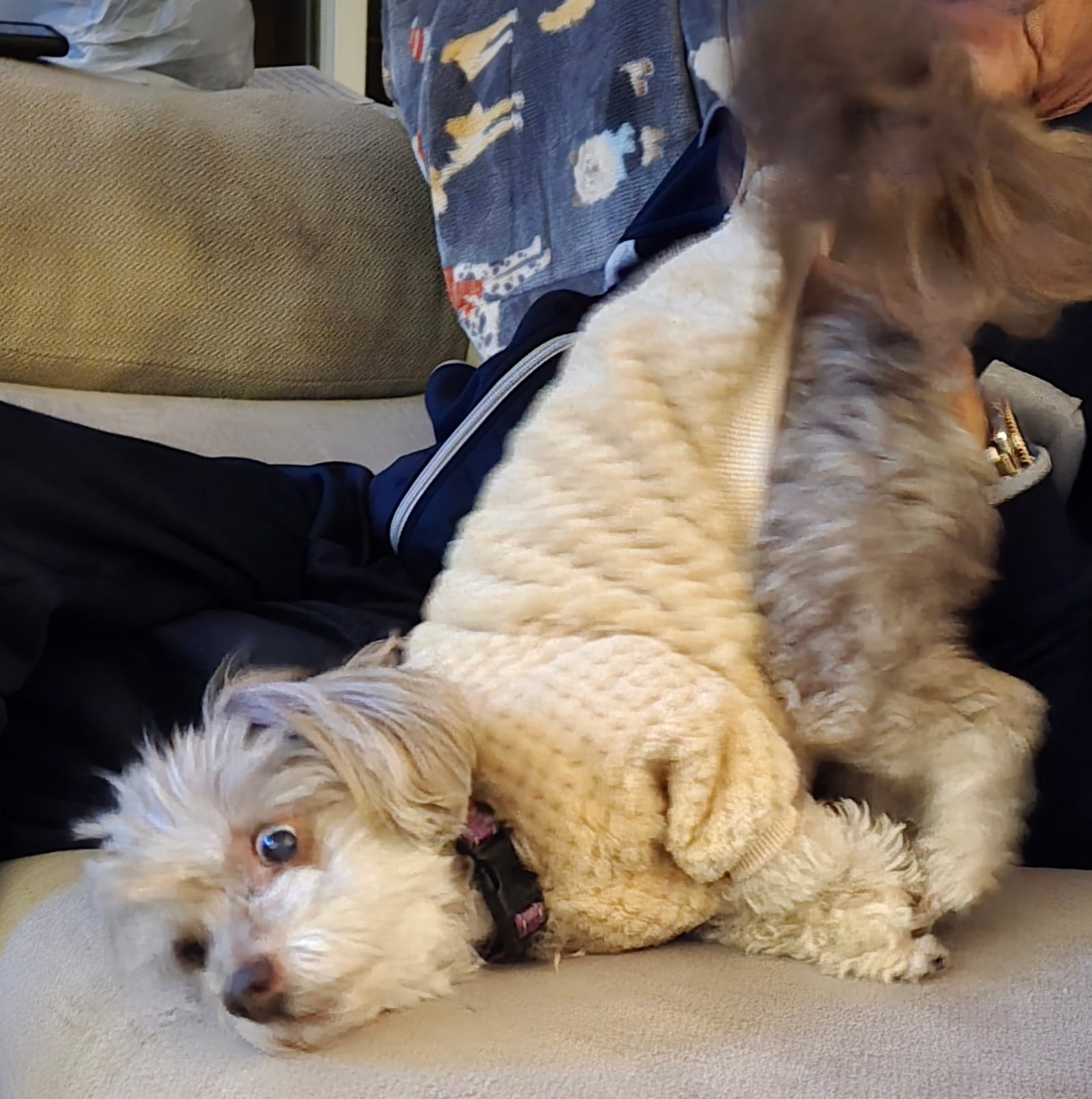 Petspiration Spotlight: Sophie