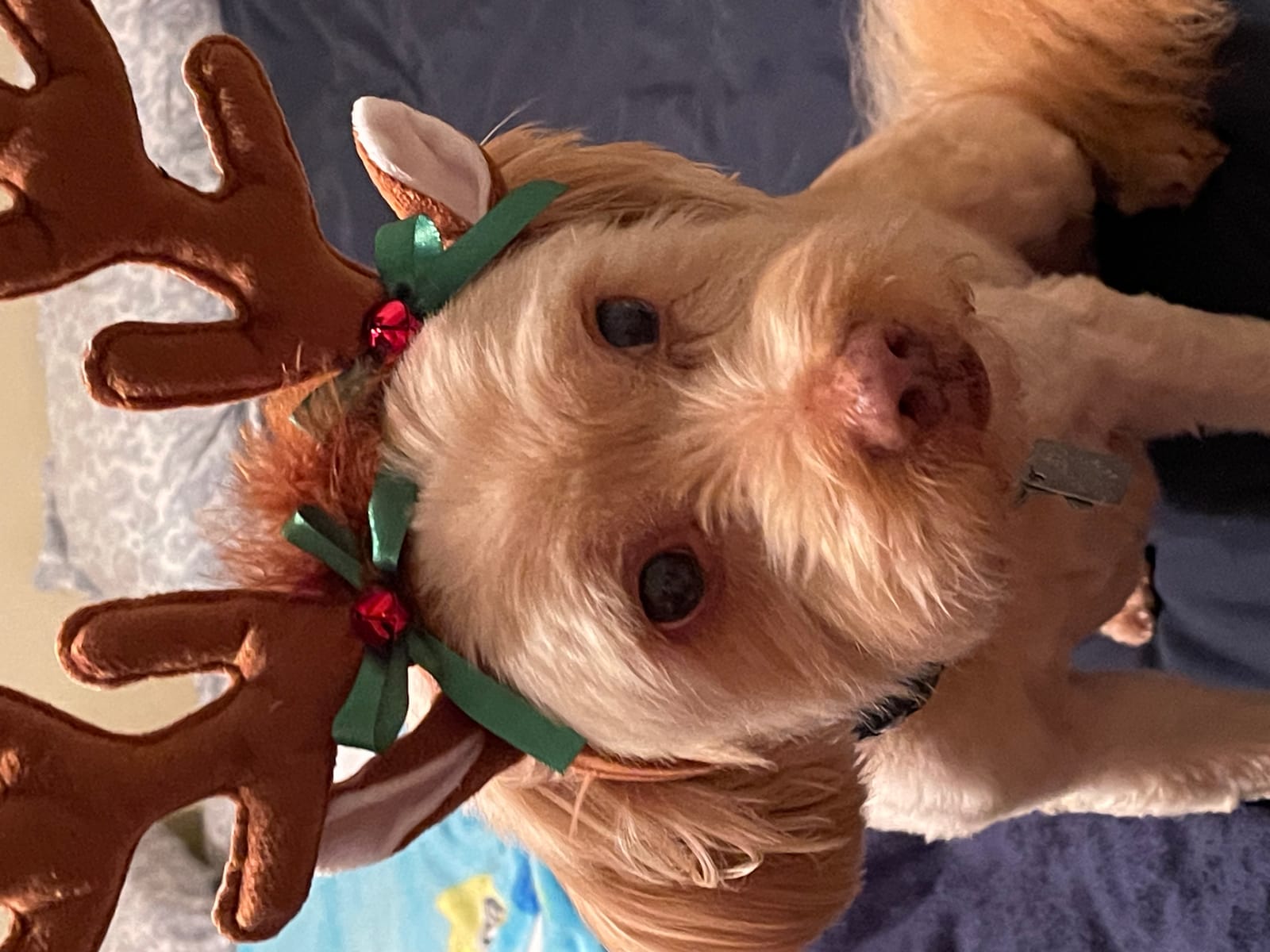 Petspiration Spotlight: Sparky