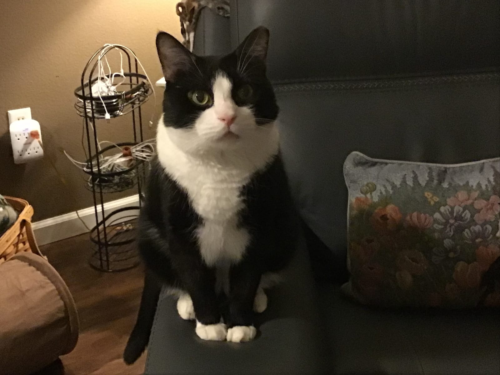 Petspiration Spotlight: Spike