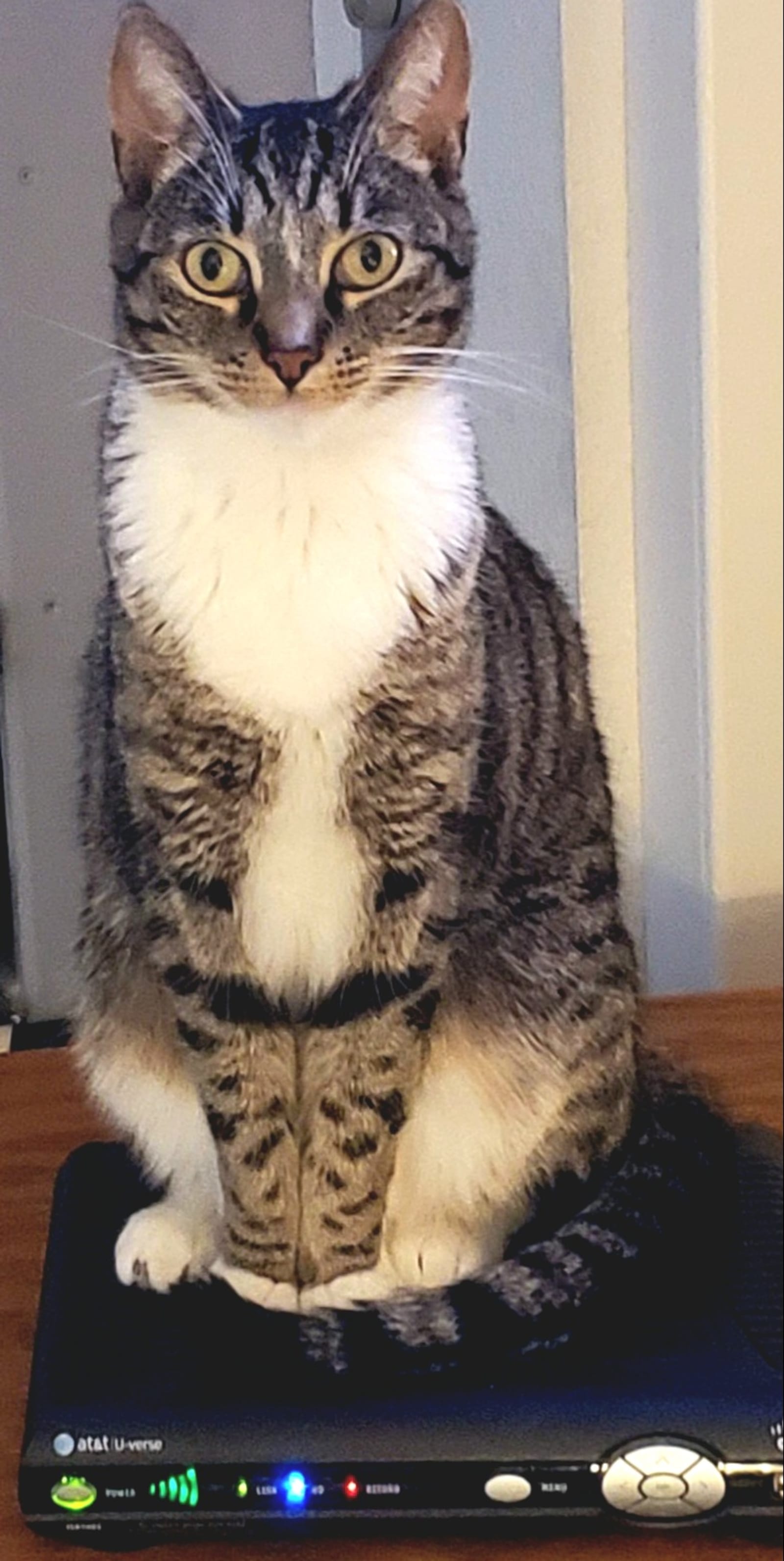 Petspiration Spotlight: Squeakers