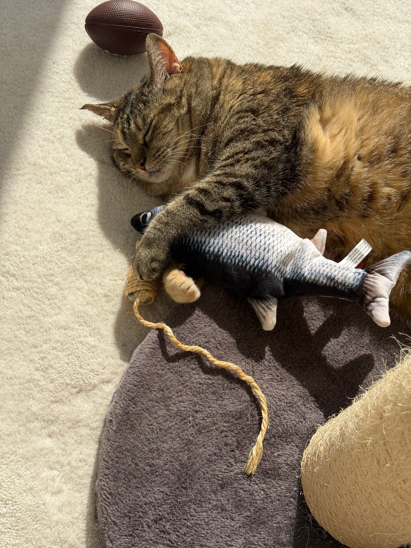 Petspiration Spotlight: Stalker