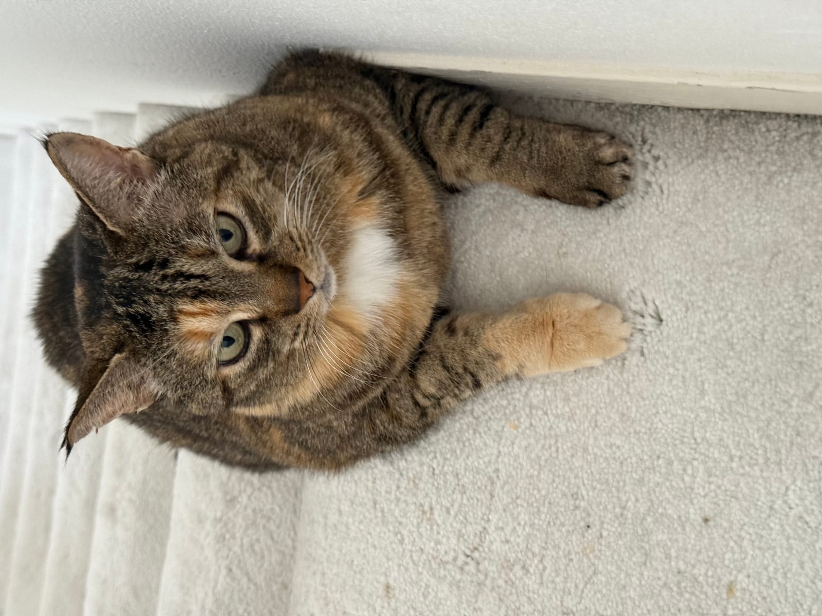 Petspiration Spotlight: Stalker